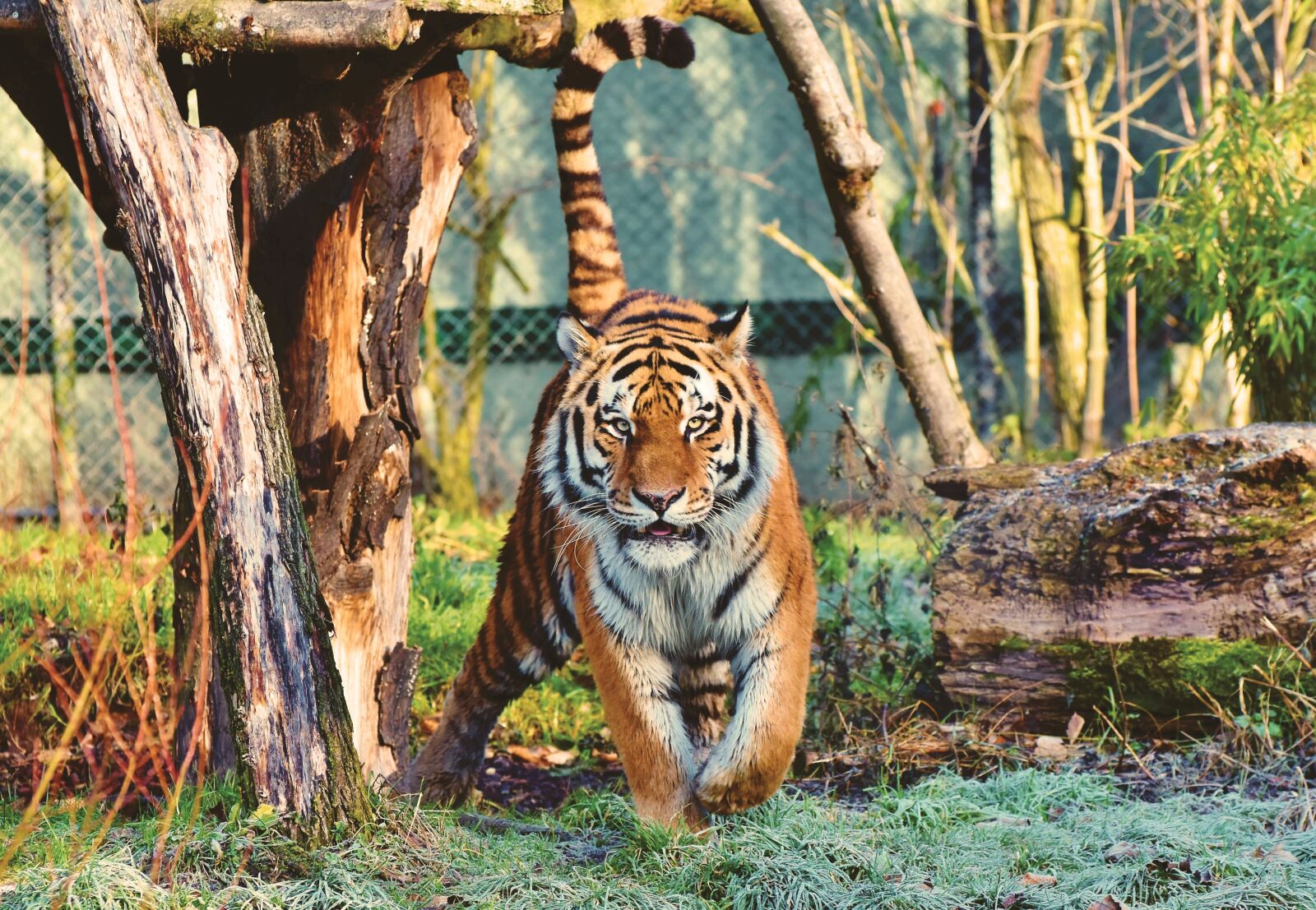 Nikon D7200 sample photo. Tiger, siberian tiger, big photography