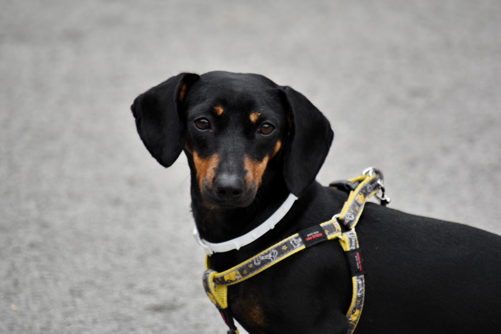 Nikon D5500 sample photo. Adorable, black, collar, dog photography