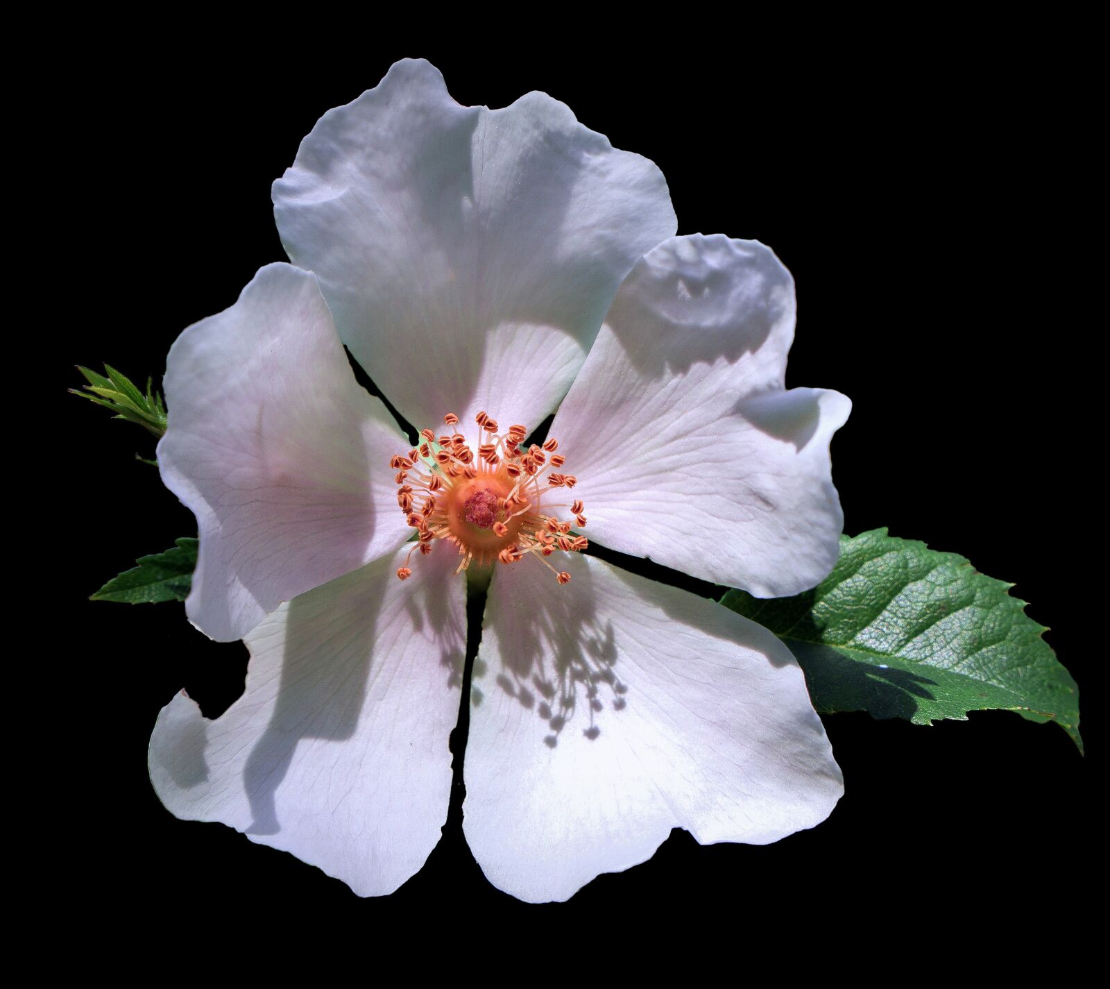Sony a6000 + Sony E PZ 18-105mm F4 G OSS sample photo. Flower, white, spring photography