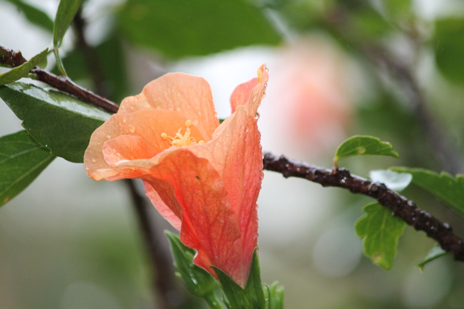 Canon EOS 1100D (EOS Rebel T3 / EOS Kiss X50) sample photo. Nature, flower, hibiscus photography