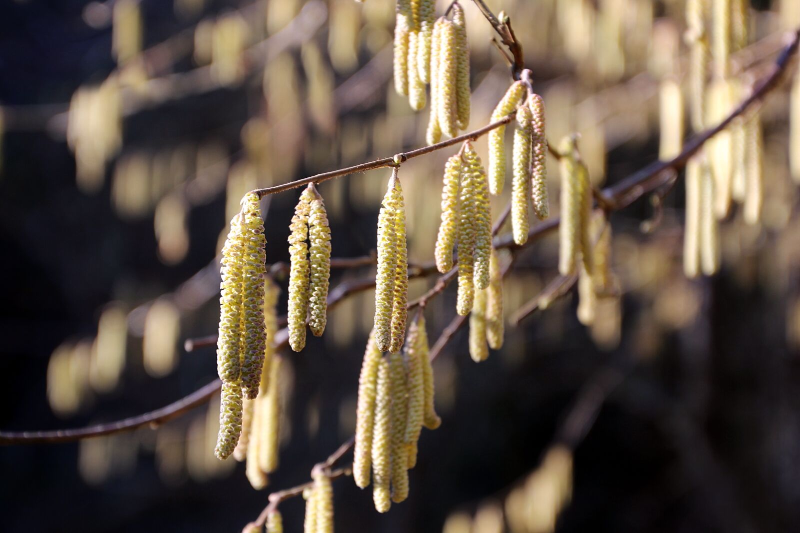 Canon EOS 600D (Rebel EOS T3i / EOS Kiss X5) sample photo. Kittens, bush, spring photography