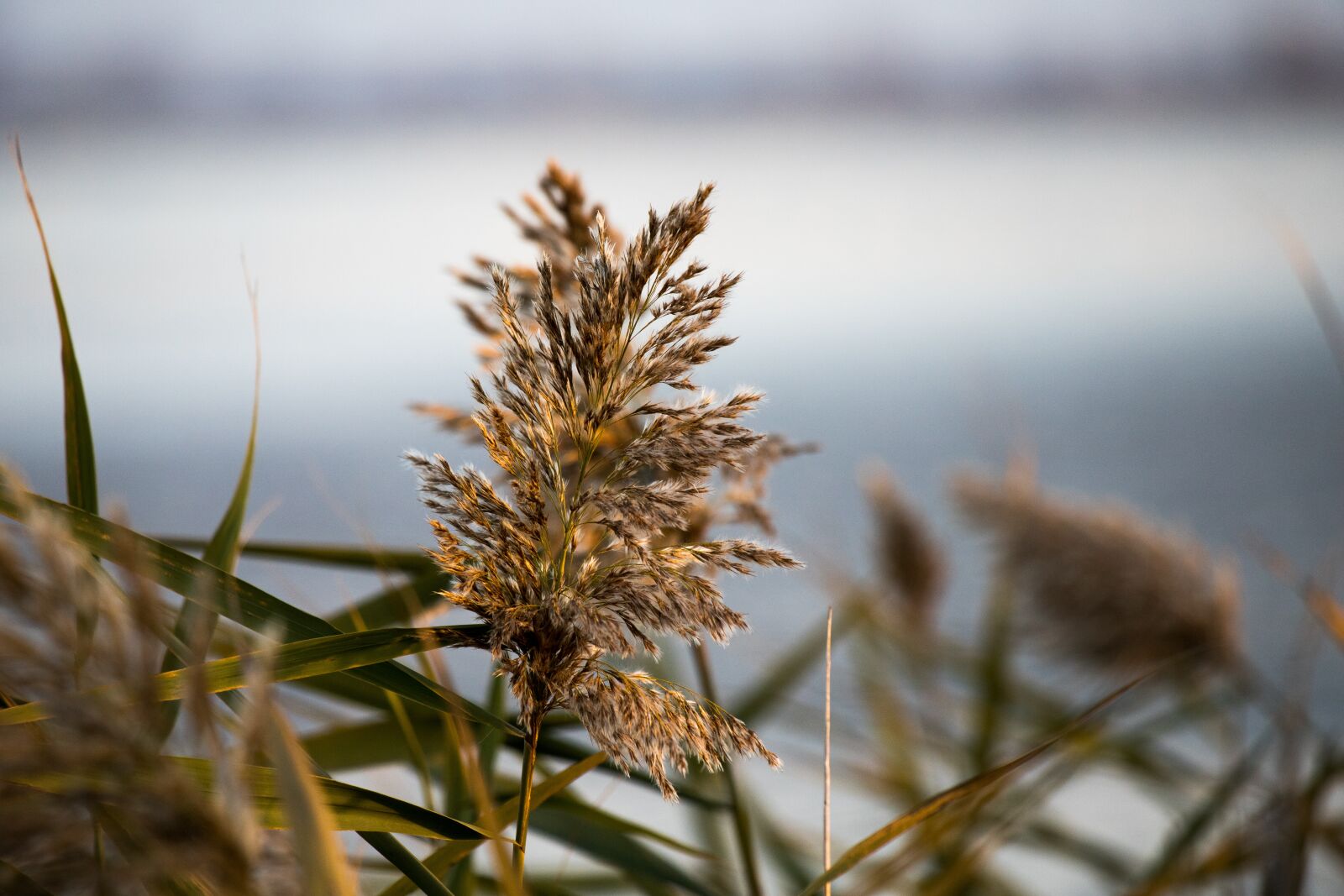 Canon EOS 6D Mark II + Canon EF 70-300 F4-5.6 IS II USM sample photo. Reed, flower, lake photography