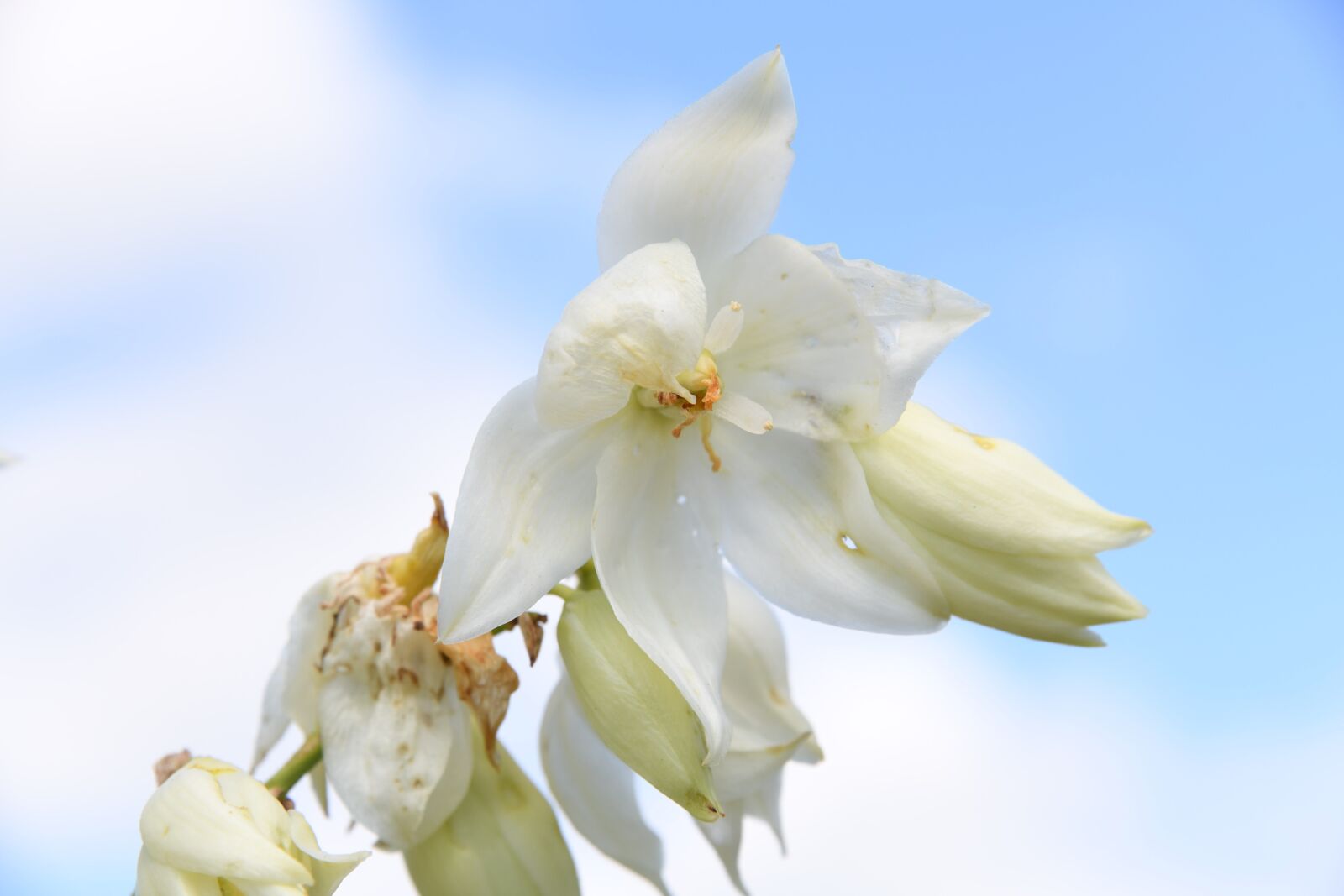Nikon D850 sample photo. Flower, plant, blossom photography