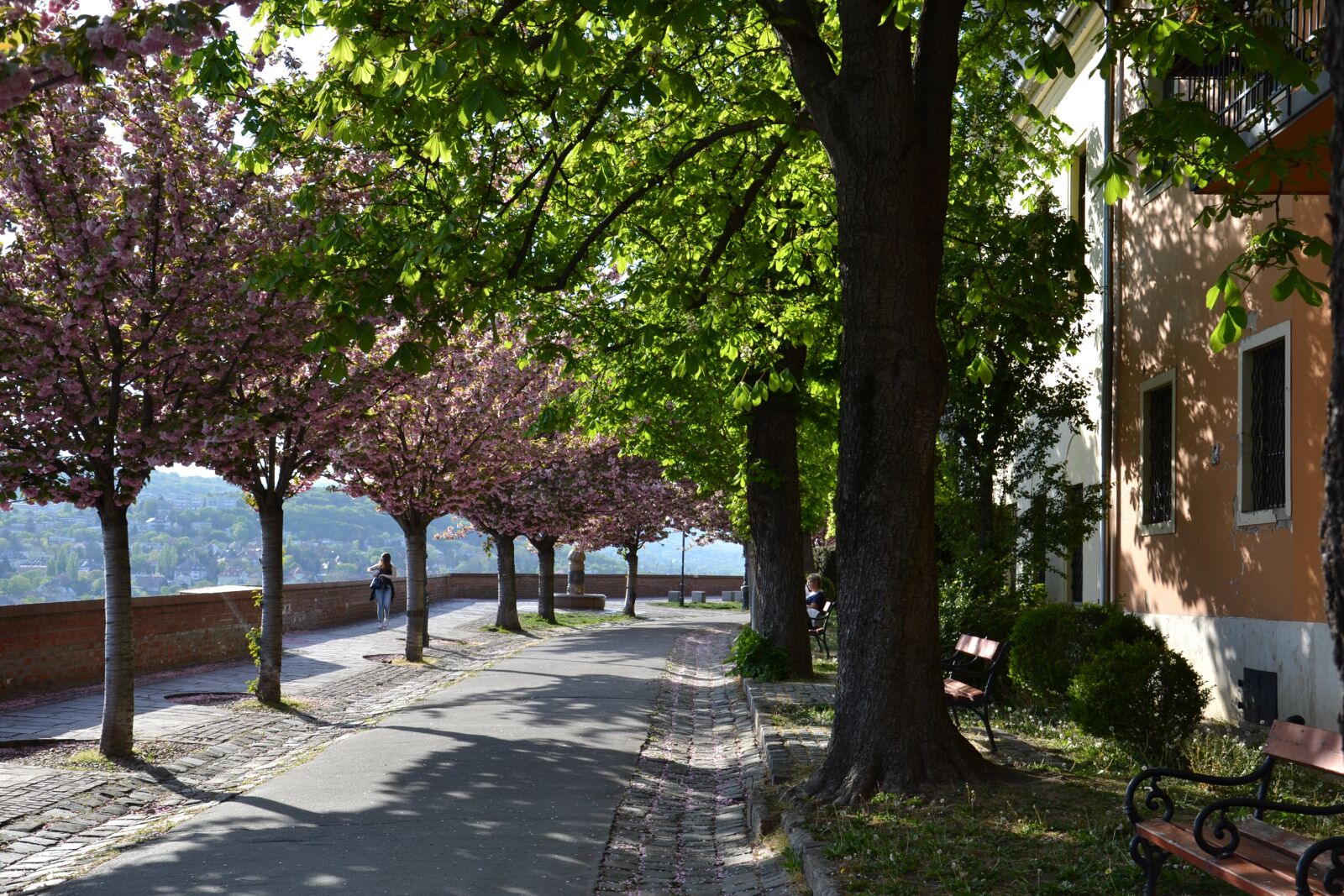 Nikon D3100 sample photo. Buda castle, spring, flowers photography
