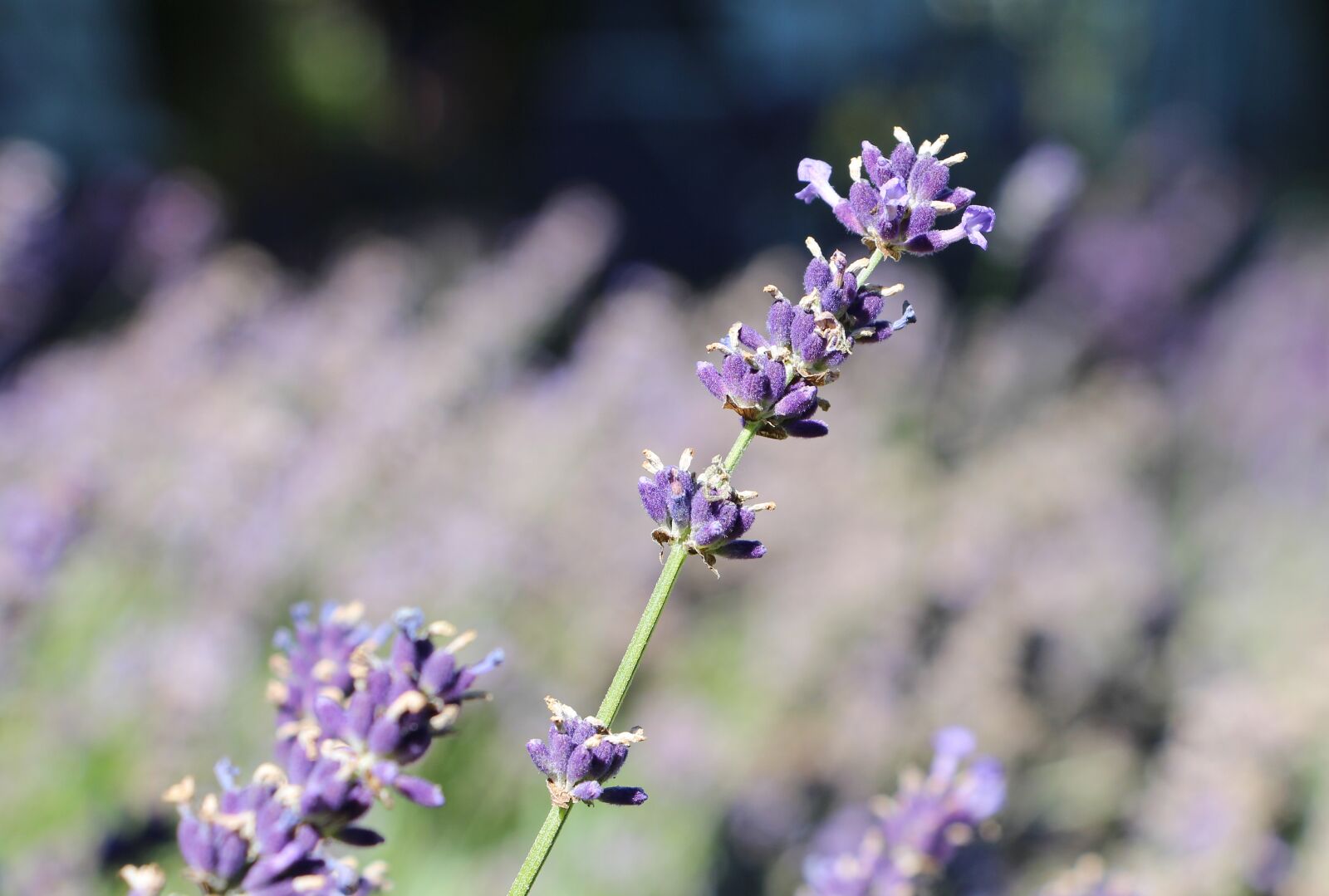 Canon EOS 650D (EOS Rebel T4i / EOS Kiss X6i) sample photo. Lavender, blooming lavender, lavender photography