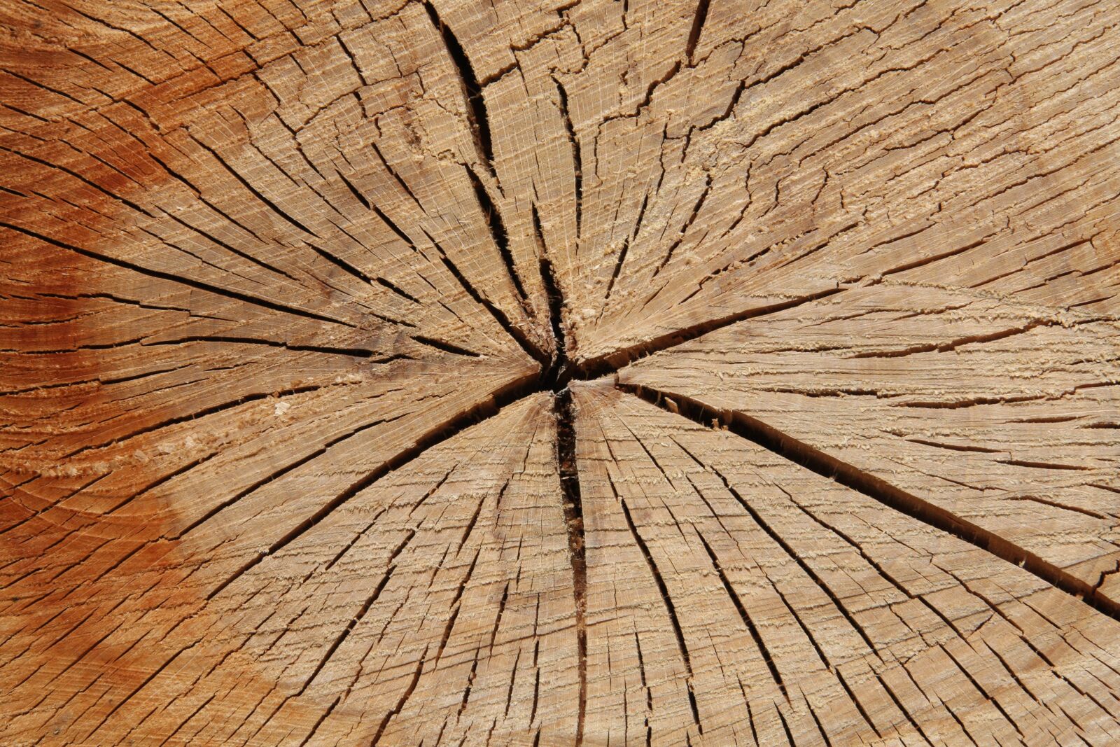 Canon EOS 40D sample photo. Wood, sintered, structure photography
