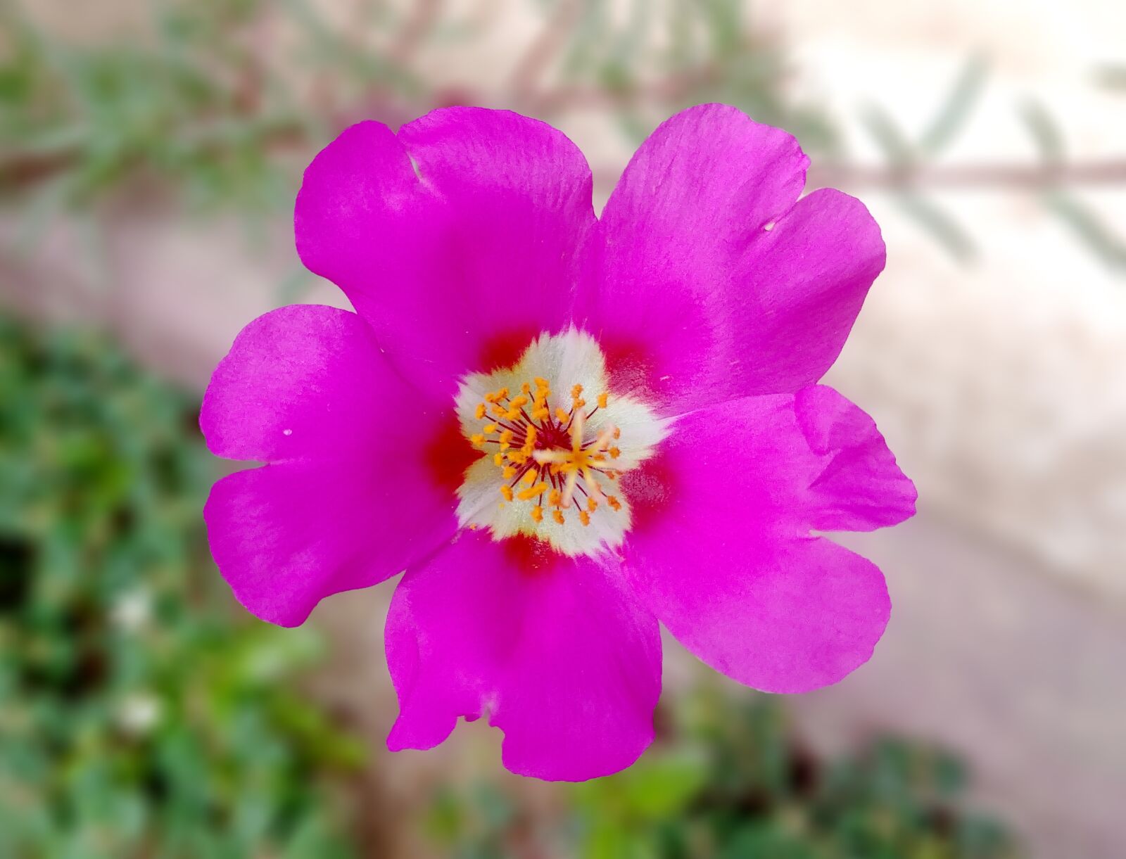 LG G6 sample photo. Portulaca grandiflora, bright, flowers photography