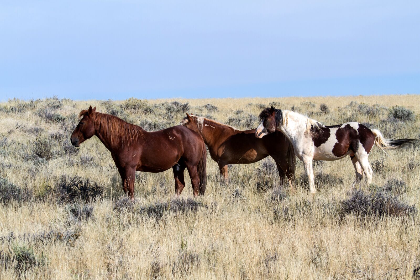 Canon EOS 7D sample photo. Horses, wild horses, mustangs photography