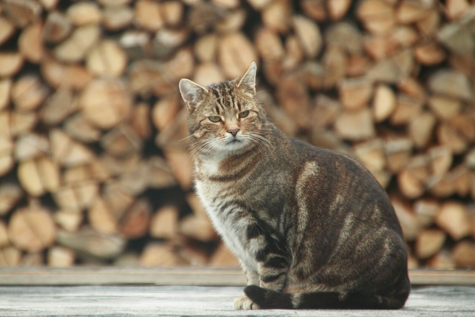 Canon EOS 7D sample photo. Cat, pet, animal photography