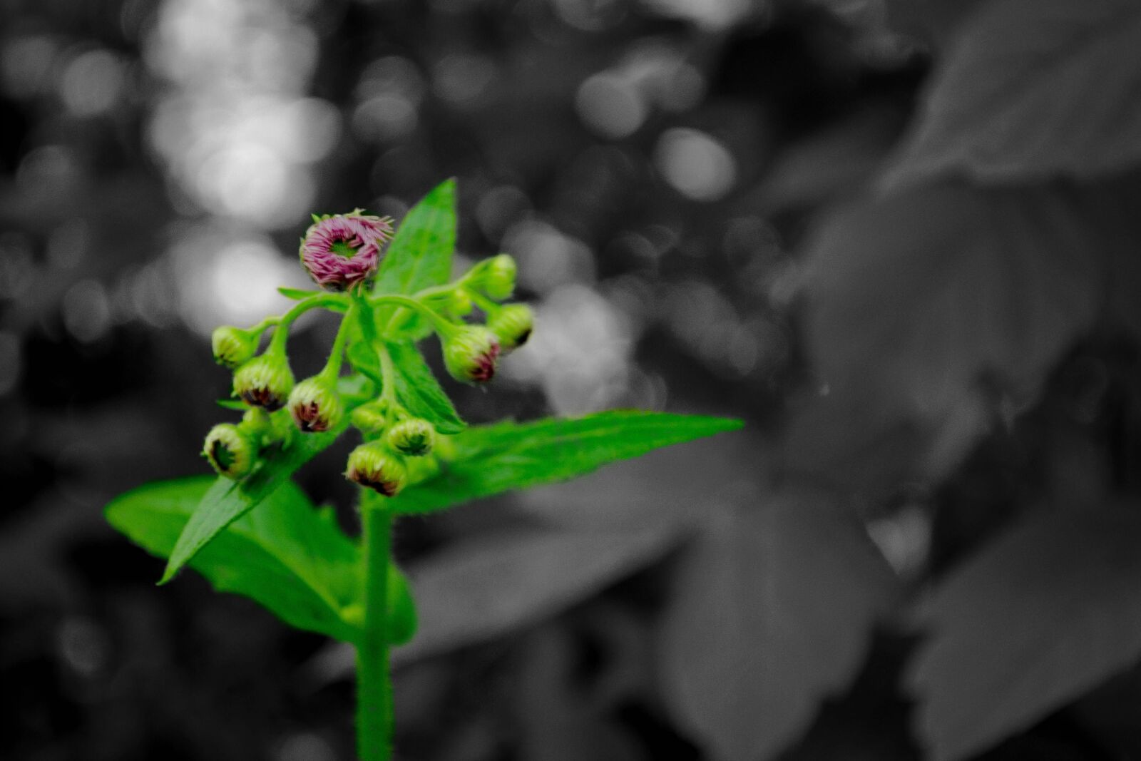Nikon D3100 sample photo