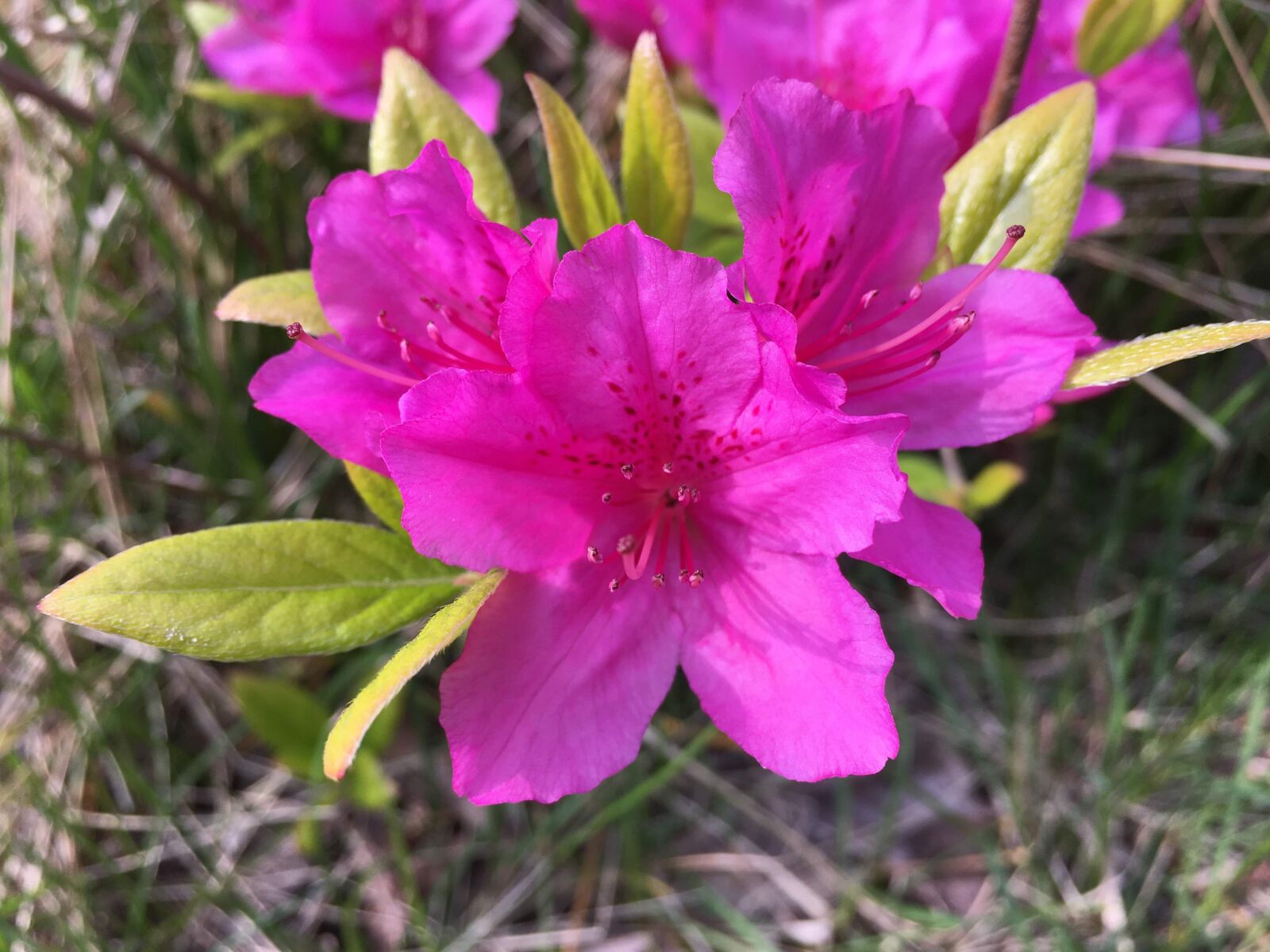 Apple iPhone 6s sample photo. Flower, nature, summer photography