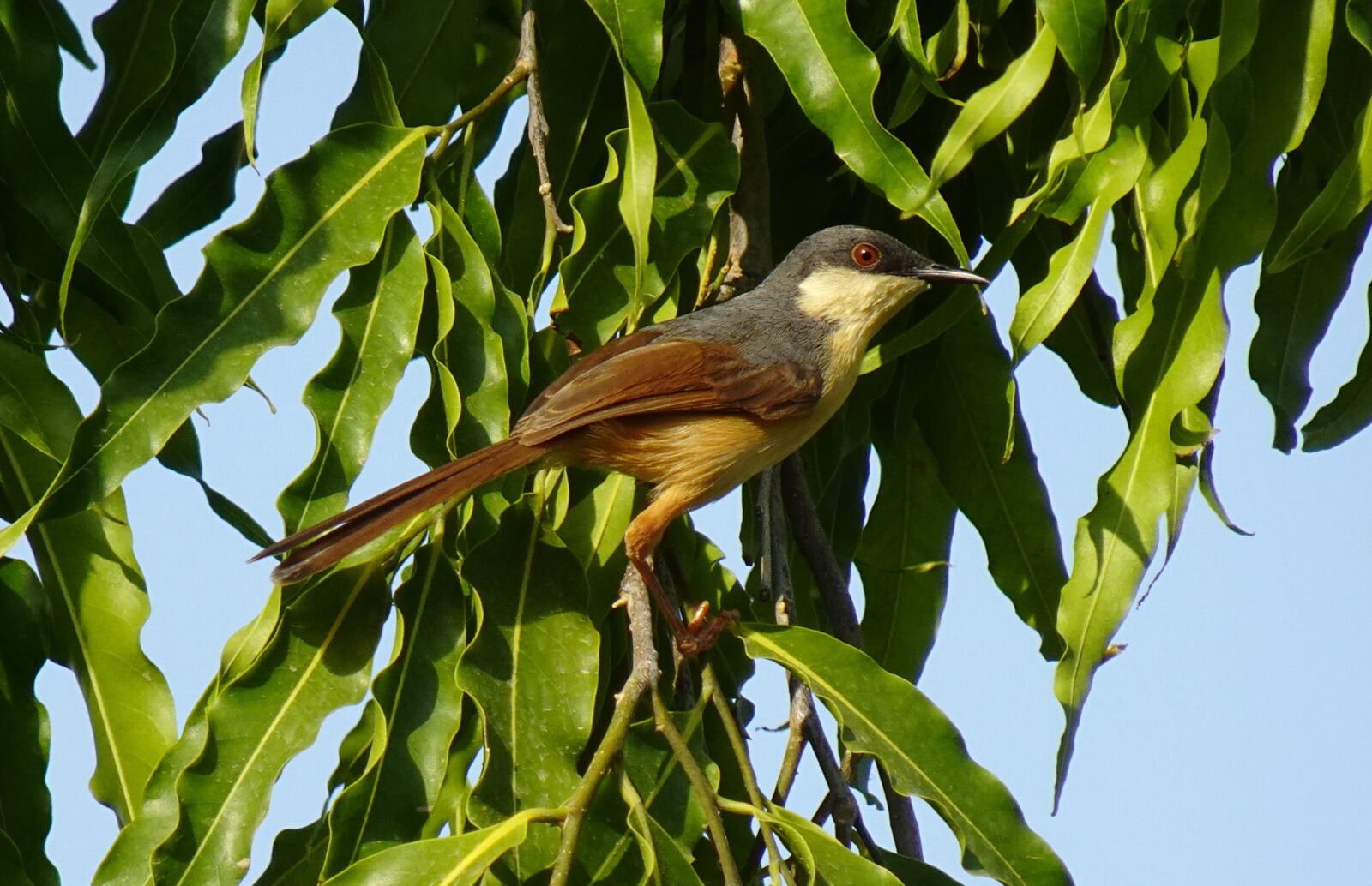 Sony DSC-WX800 sample photo. Bird, warbler, ashy prinia photography
