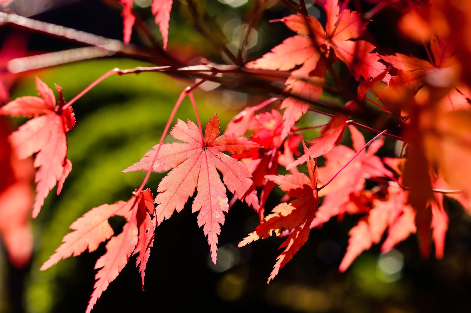 Nikon Df sample photo. Japan, landscape, natural photography