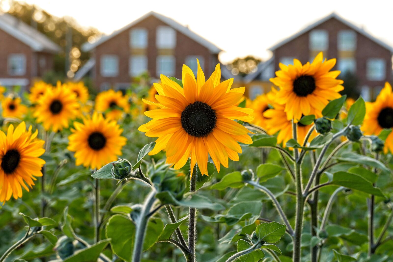Panasonic Lumix DMC-FZ1000 sample photo. Sunflower, sunflowers, flowers photography
