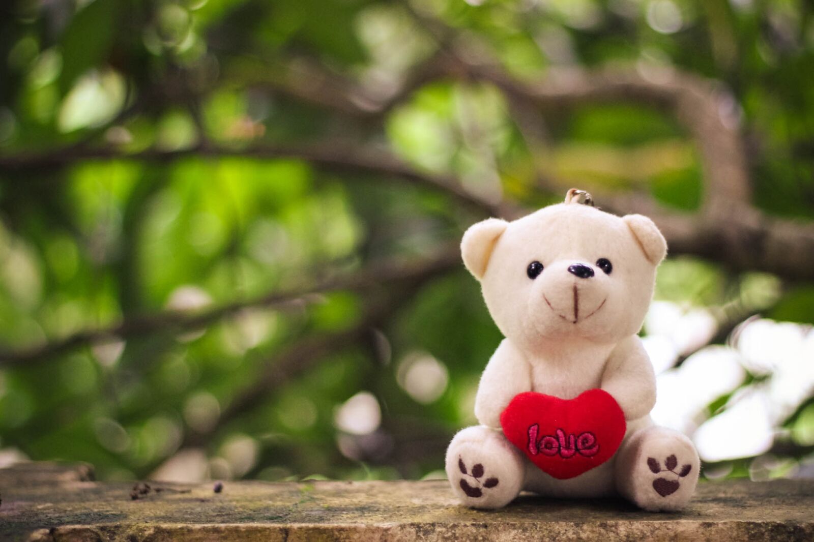 Canon EOS 600D (Rebel EOS T3i / EOS Kiss X5) + Canon EF 50mm F1.8 STM sample photo. Teddy, bokeh, love photography
