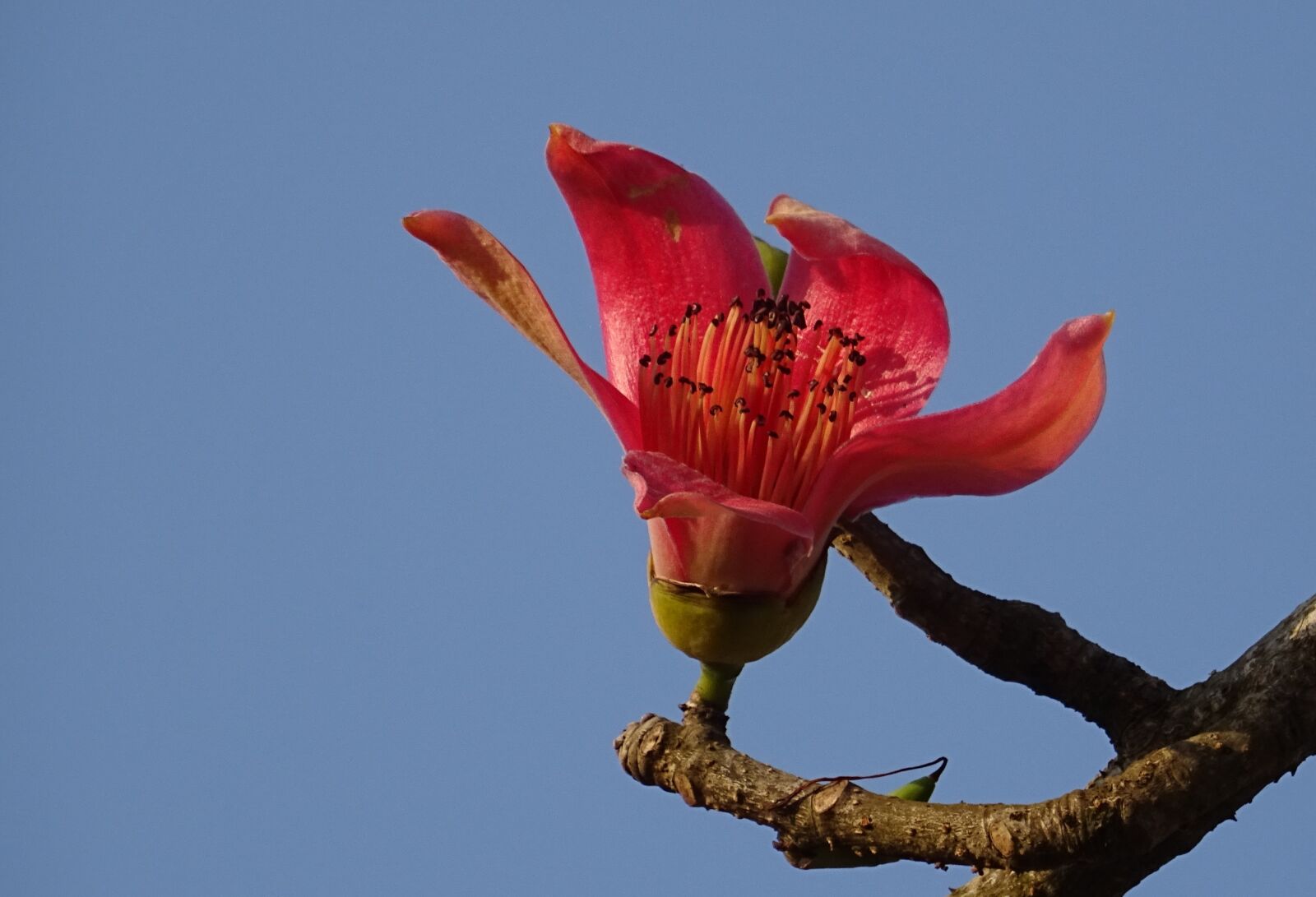Sony DSC-HX60V sample photo. Flower, shimul, bombax ceiba photography