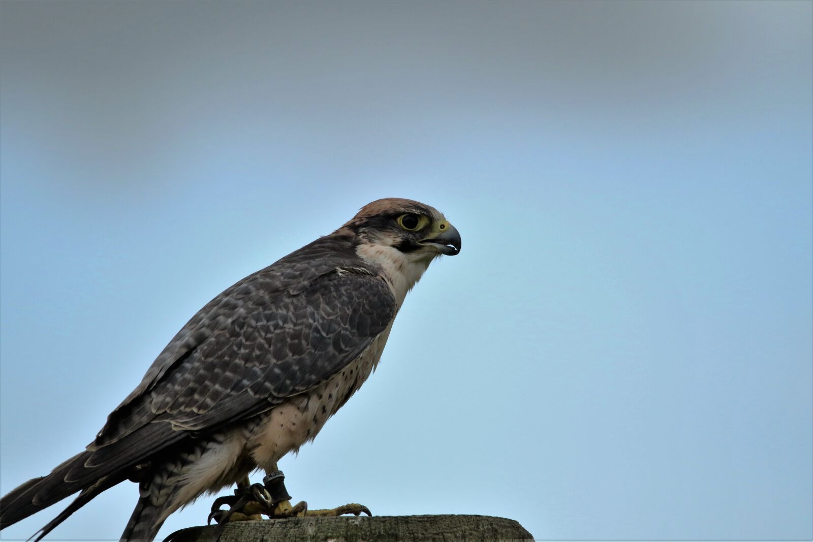 Canon EOS 7D Mark II sample photo. Lanner falcon, bird of photography