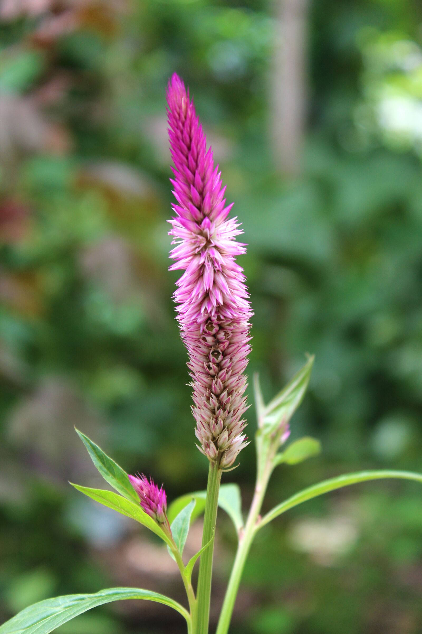 Canon EOS 1200D (EOS Rebel T5 / EOS Kiss X70 / EOS Hi) sample photo. Flower, plant, purple photography