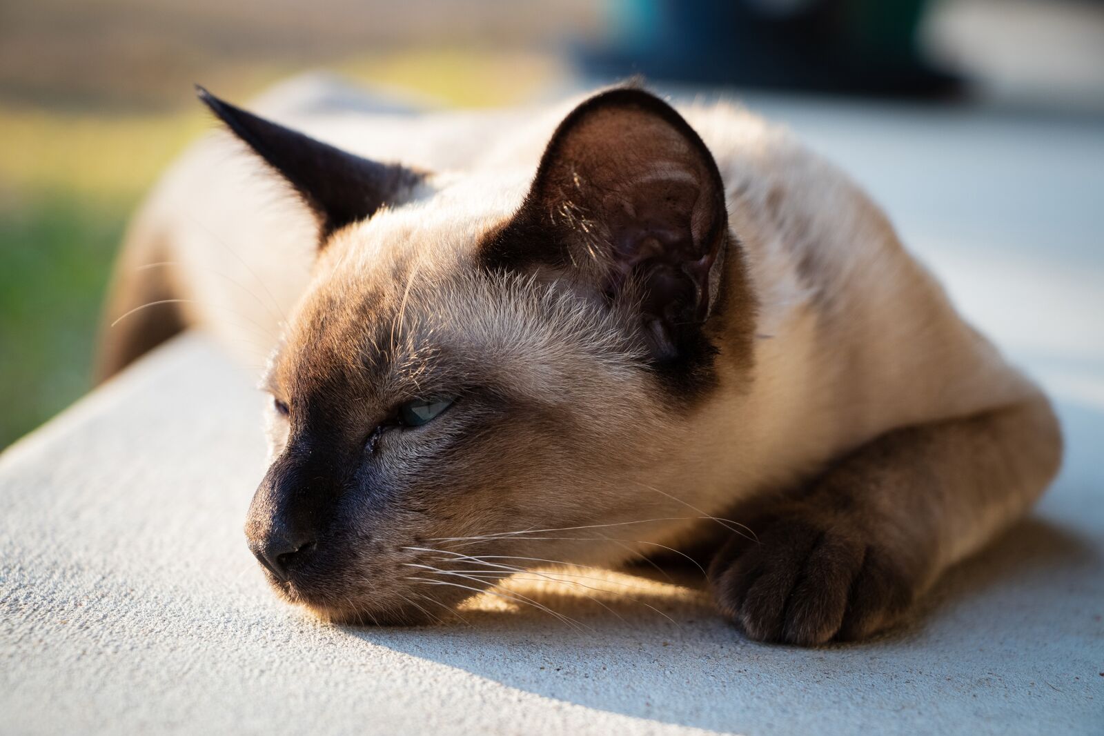Canon EF-S 18-135mm F3.5-5.6 IS USM sample photo. Cat, pets, animals photography