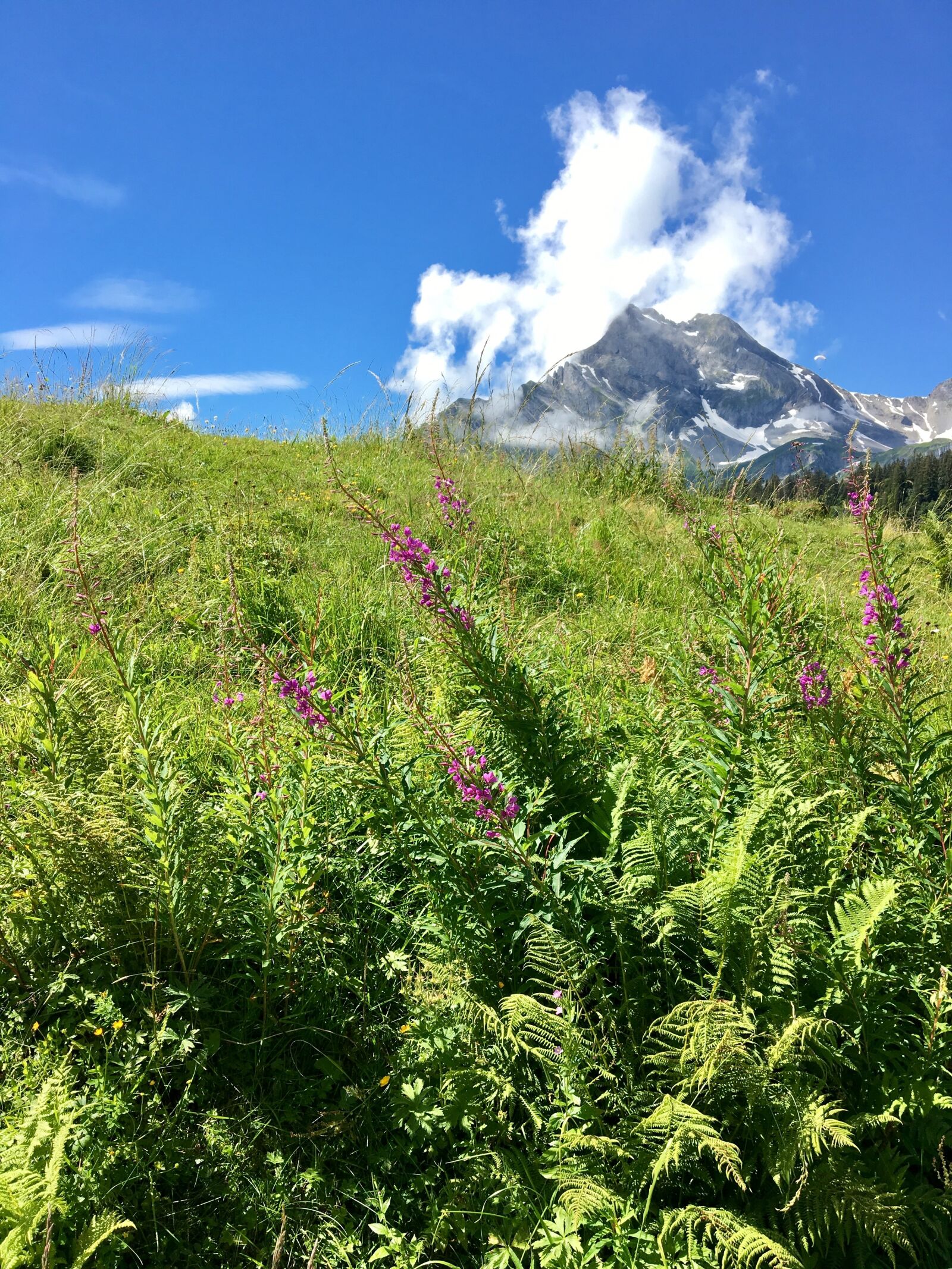 Apple iPhone 6s sample photo. Mountain meadow, mountain flower photography