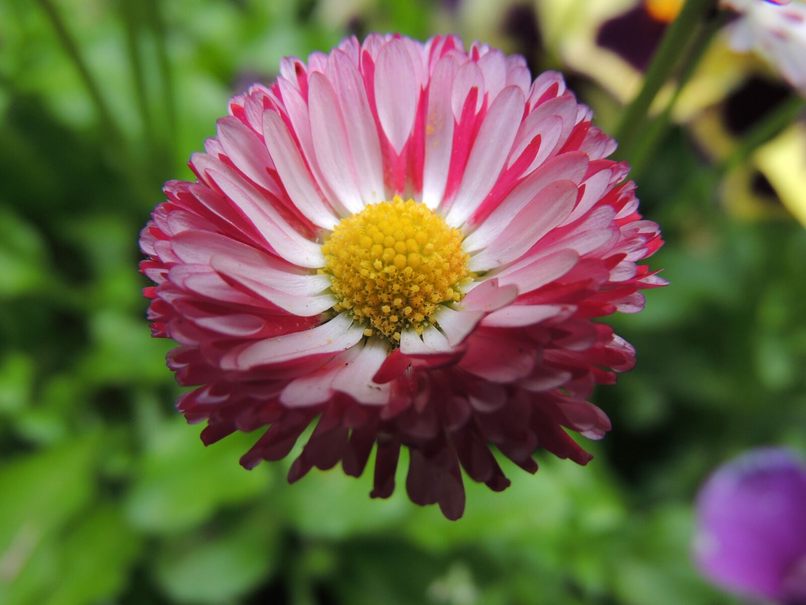 Nikon Coolpix P510 sample photo. Daisy, flower, nature photography