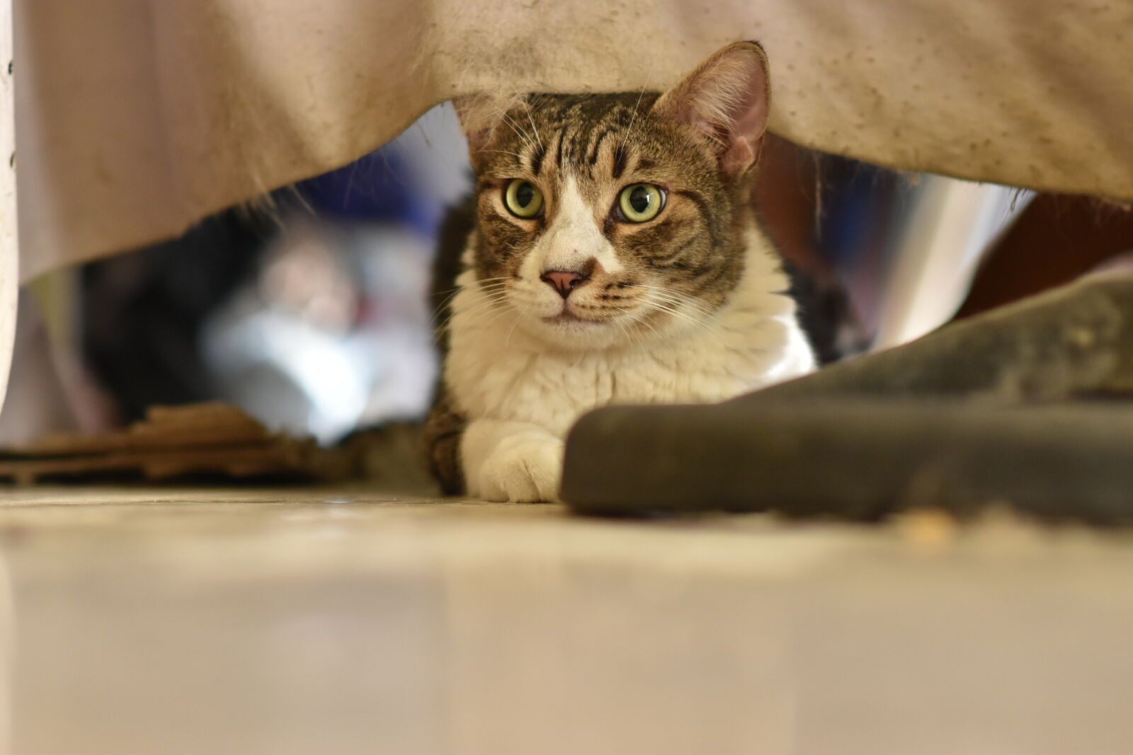 Nikon D5600 sample photo