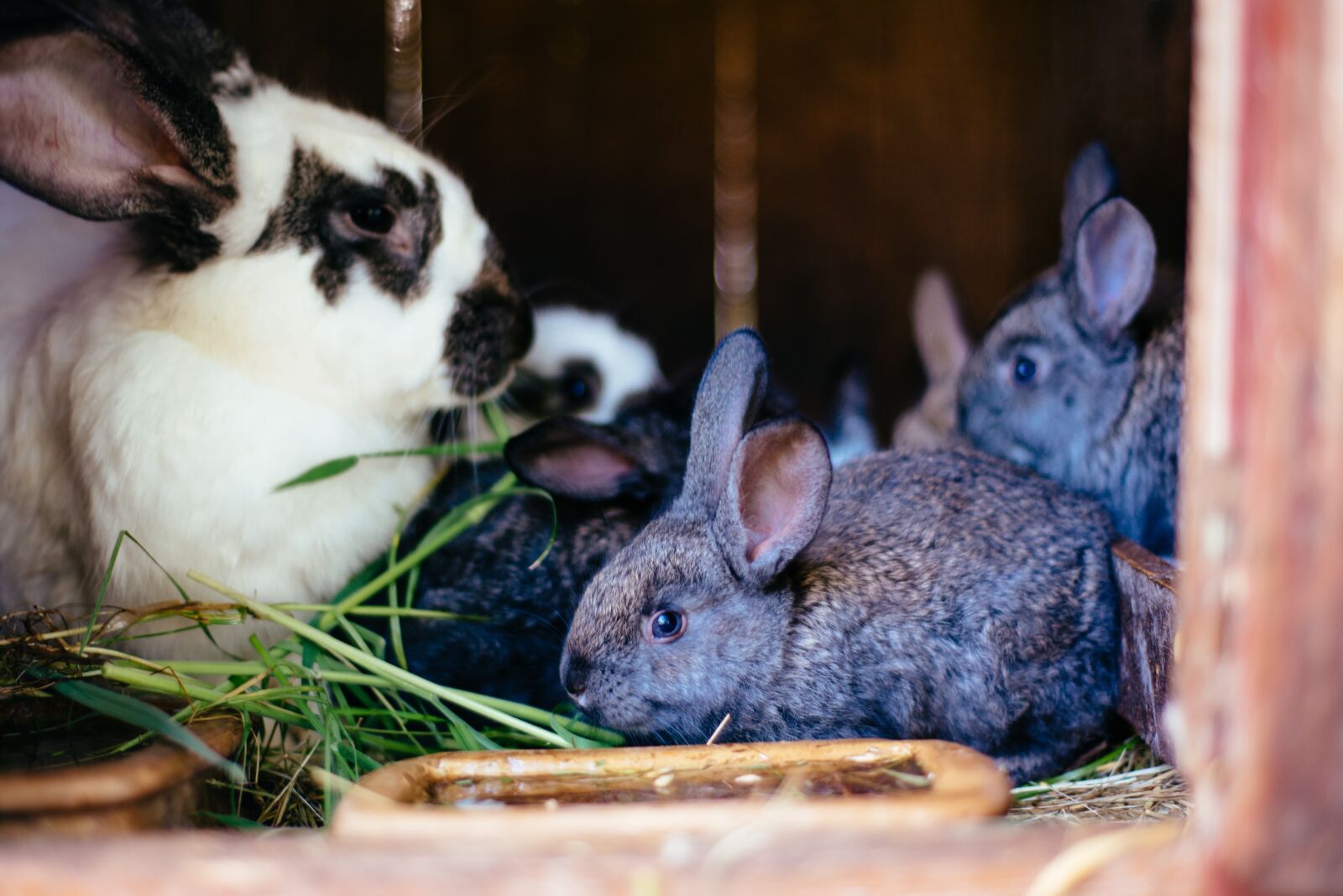 Nikon D800 sample photo. Rabbit, little rabbit, hare photography