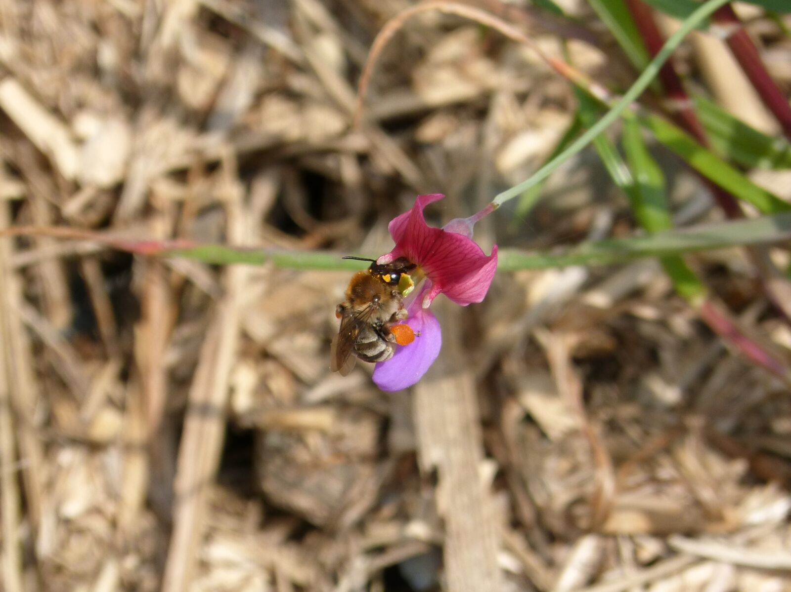 Panasonic DMC-FZ62 sample photo. Smell pea, bee, pollen photography