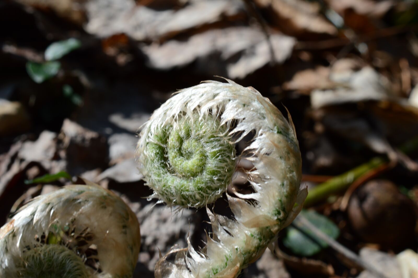 Nikon D3200 sample photo. Fiddlehead, sprout, young photography