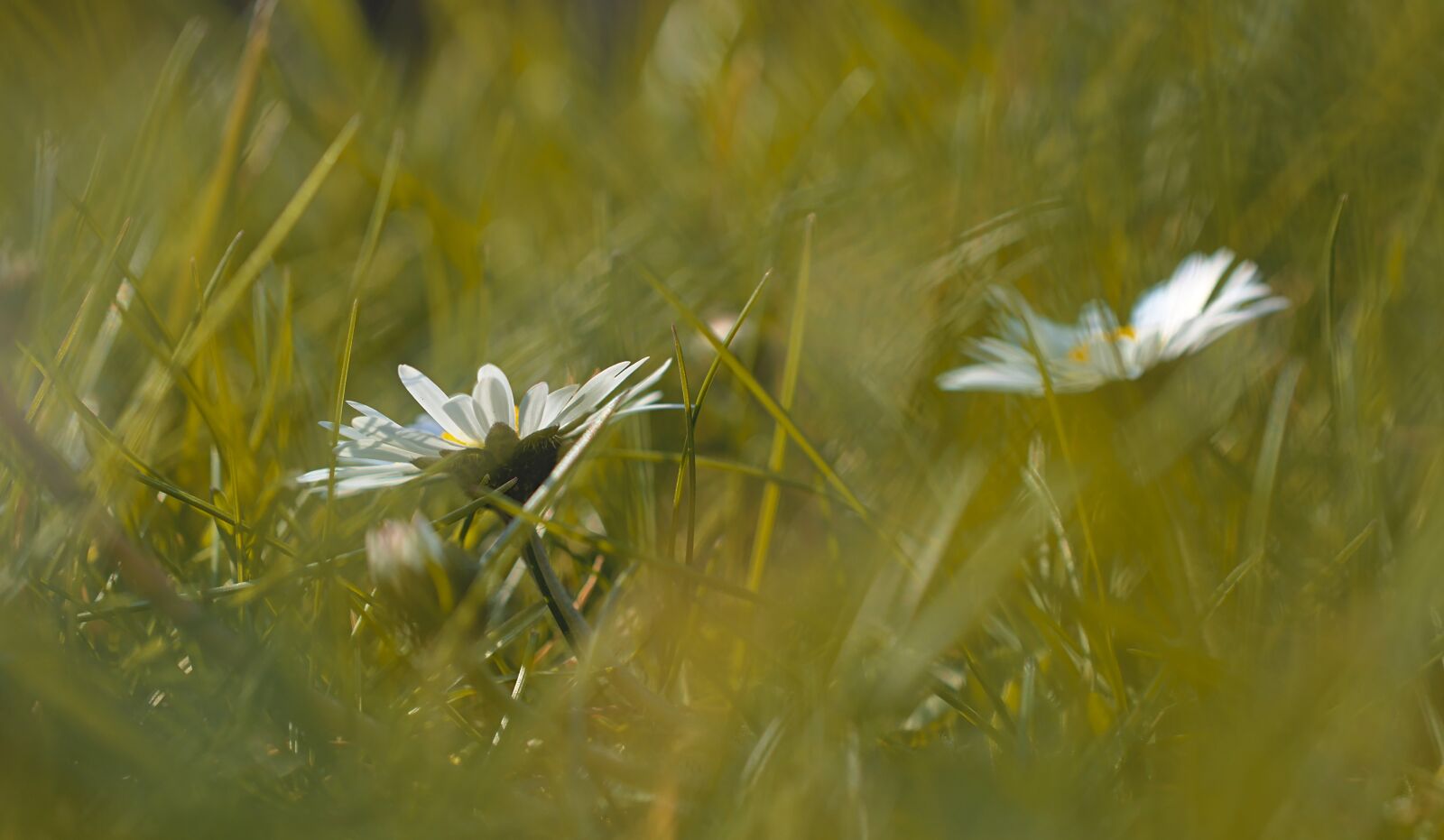 Nikon D5600 sample photo. Daisy, meadow, grass photography