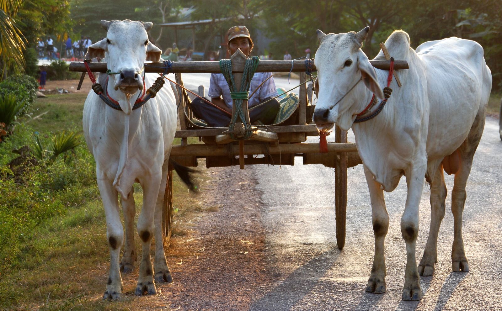 Sony Alpha NEX-7 sample photo. Ox, drawn, cart photography