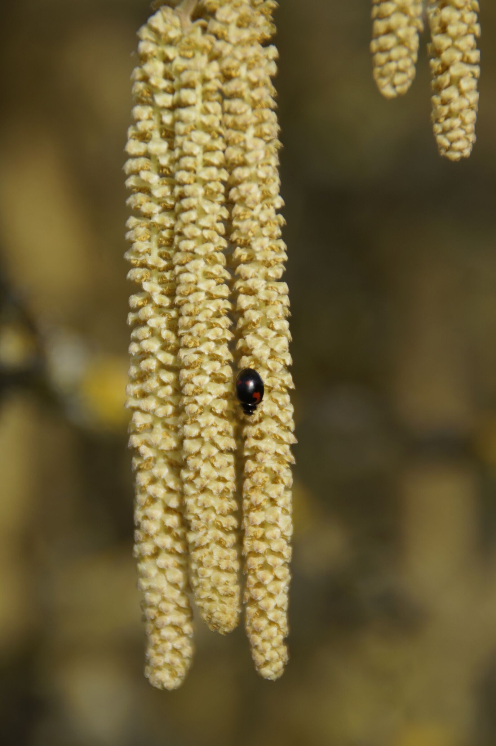 Sony SLT-A58 sample photo. Plant, nature, growth photography