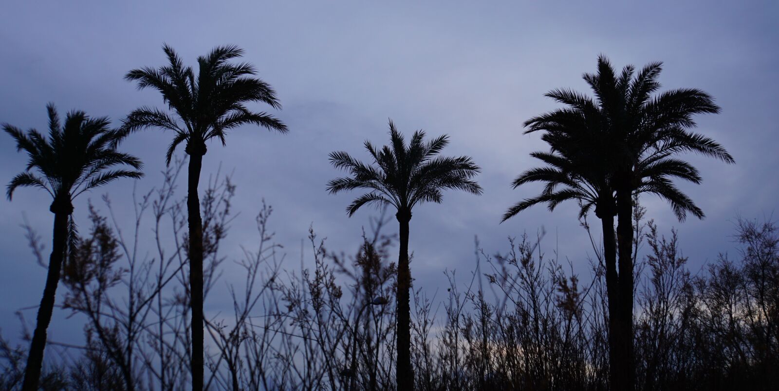 Sony E 18-200mm F3.5-6.3 OSS LE sample photo. Palm trees, grasses, island photography