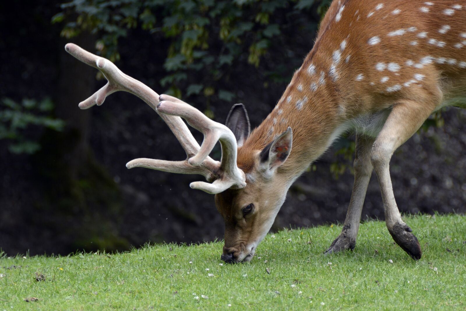 Nikon D7100 sample photo. Fallow deer, hirsch, animal photography
