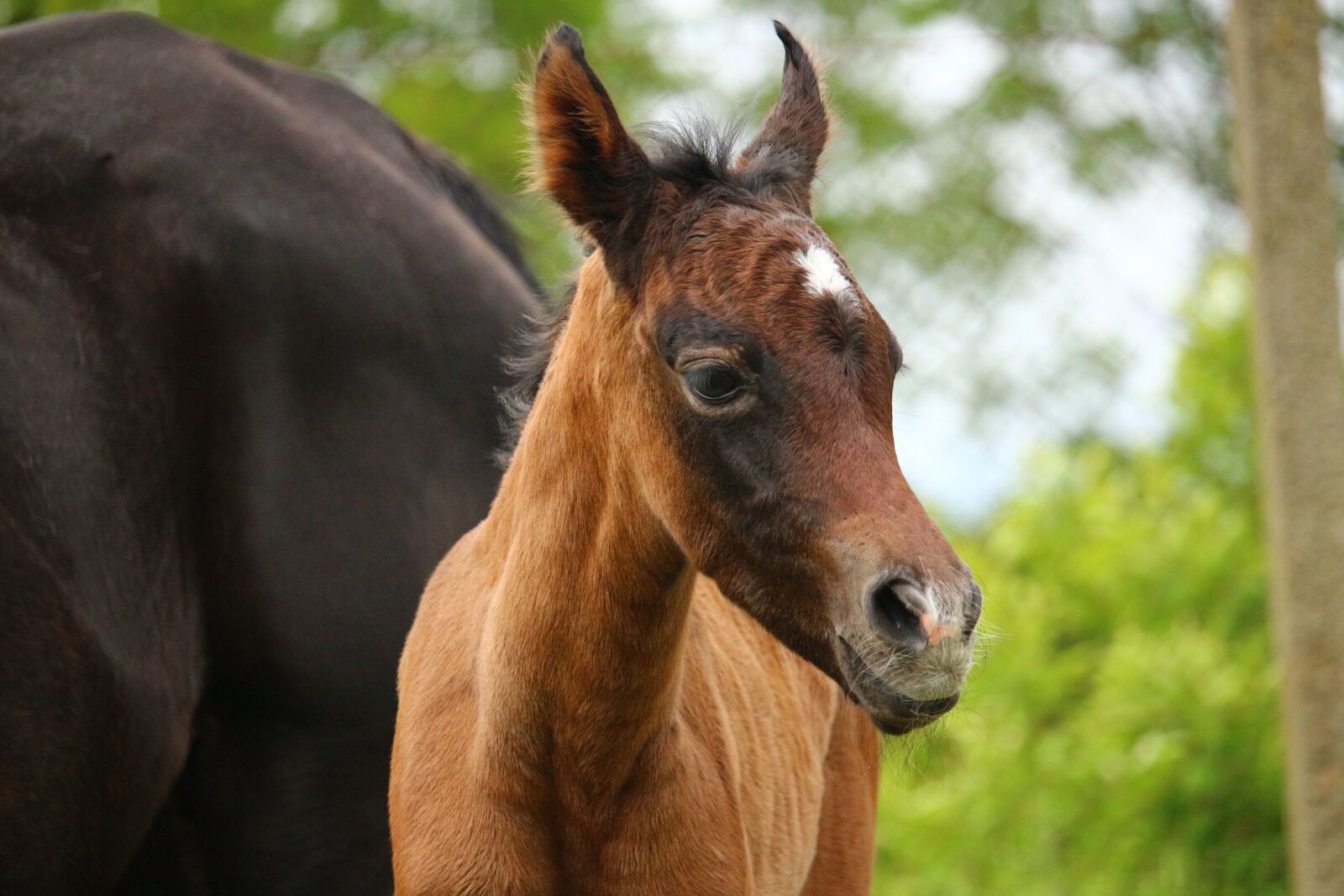 Canon EOS 100D (EOS Rebel SL1 / EOS Kiss X7) sample photo. Horse, foal, suckling photography