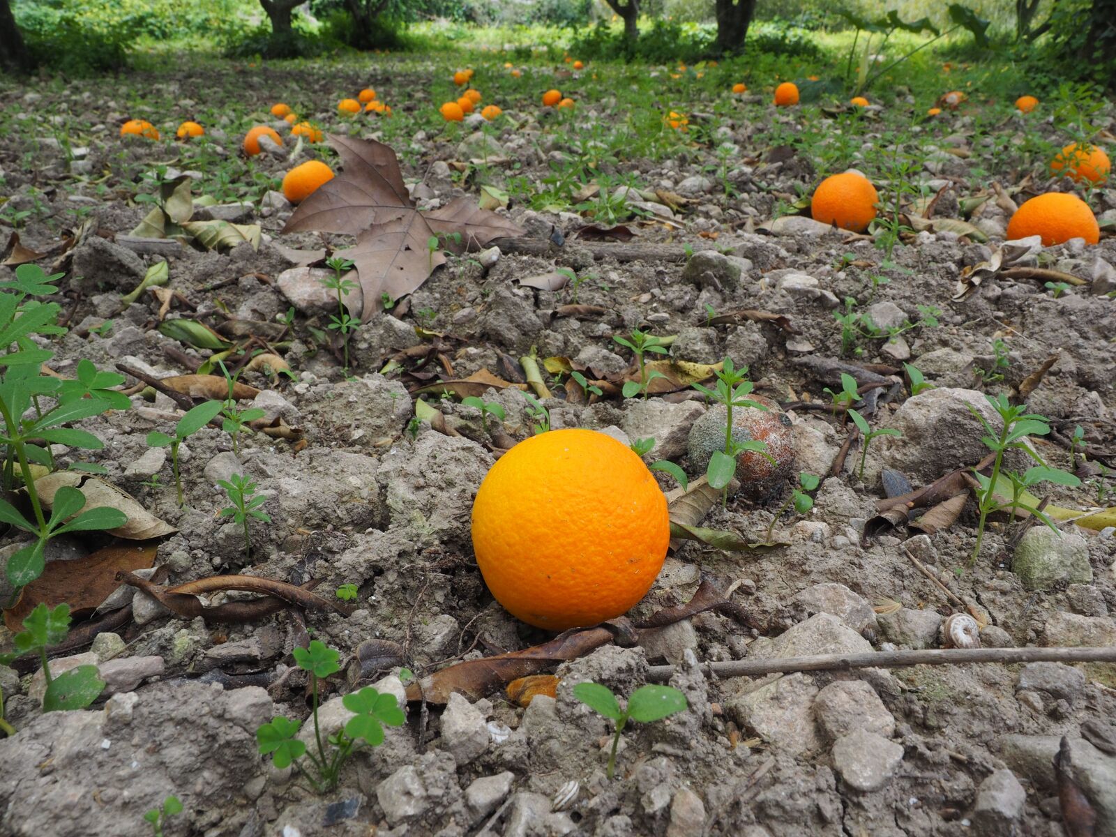Olympus OM-D E-M1 + Olympus M.Zuiko Digital ED 12-40mm F2.8 Pro sample photo. Orange, fruit, ripe photography