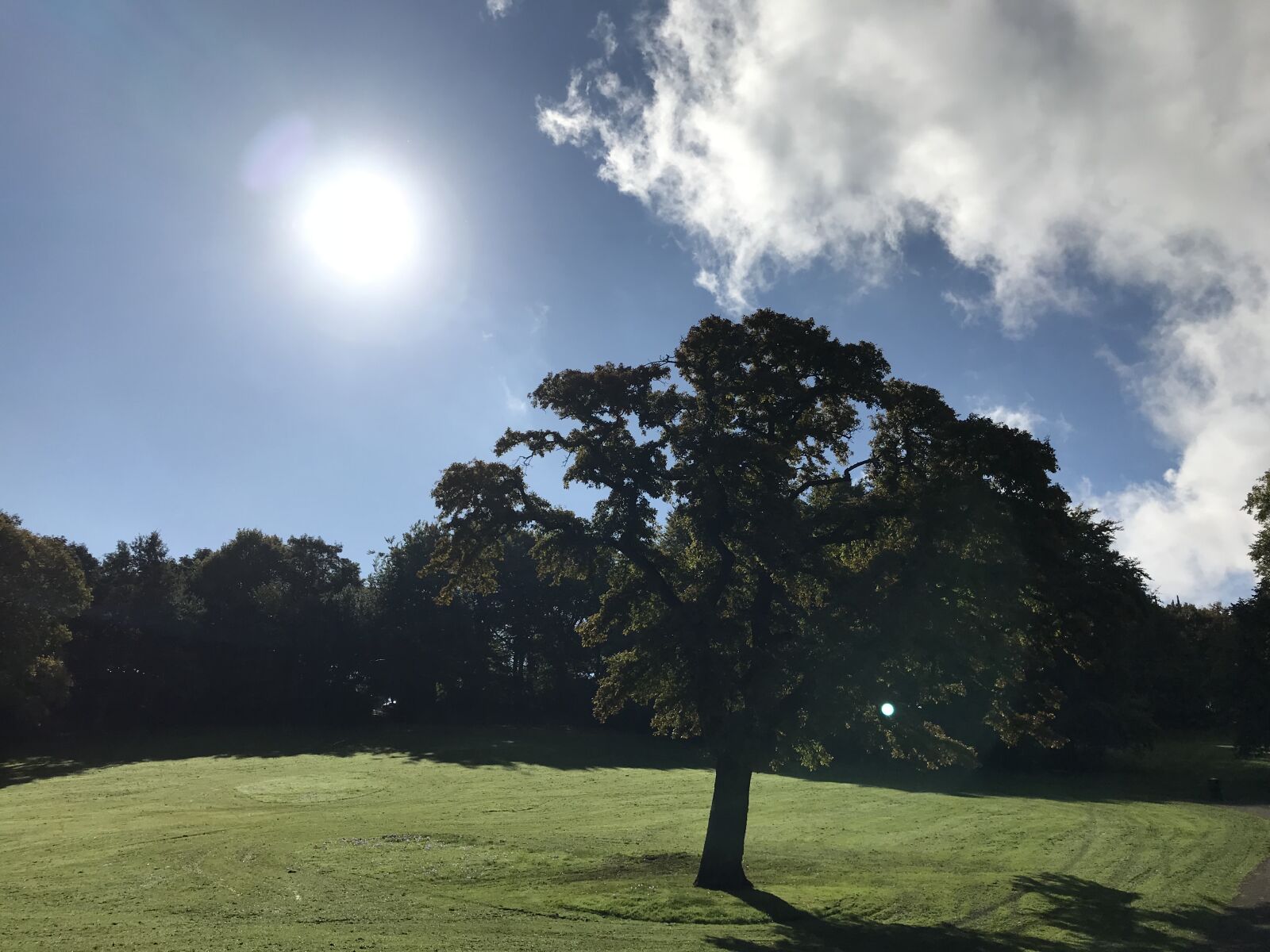 iPhone 7 back camera 3.99mm f/1.8 sample photo. Blue, sky, park, sun photography