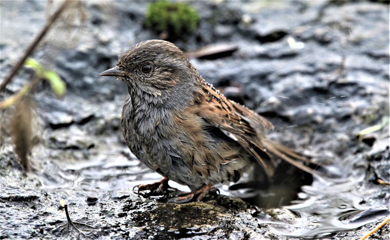 150-600mm F5-6.3 DG OS HSM | Contemporary 015 sample photo. Bird, dunnock, songbird photography