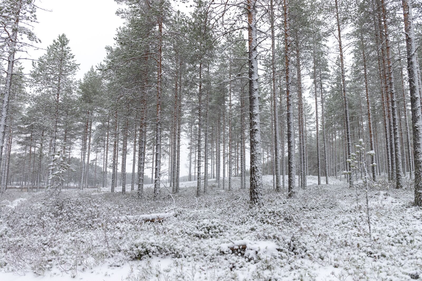 Canon EOS 6D Mark II sample photo. Winter, snow, cold photography