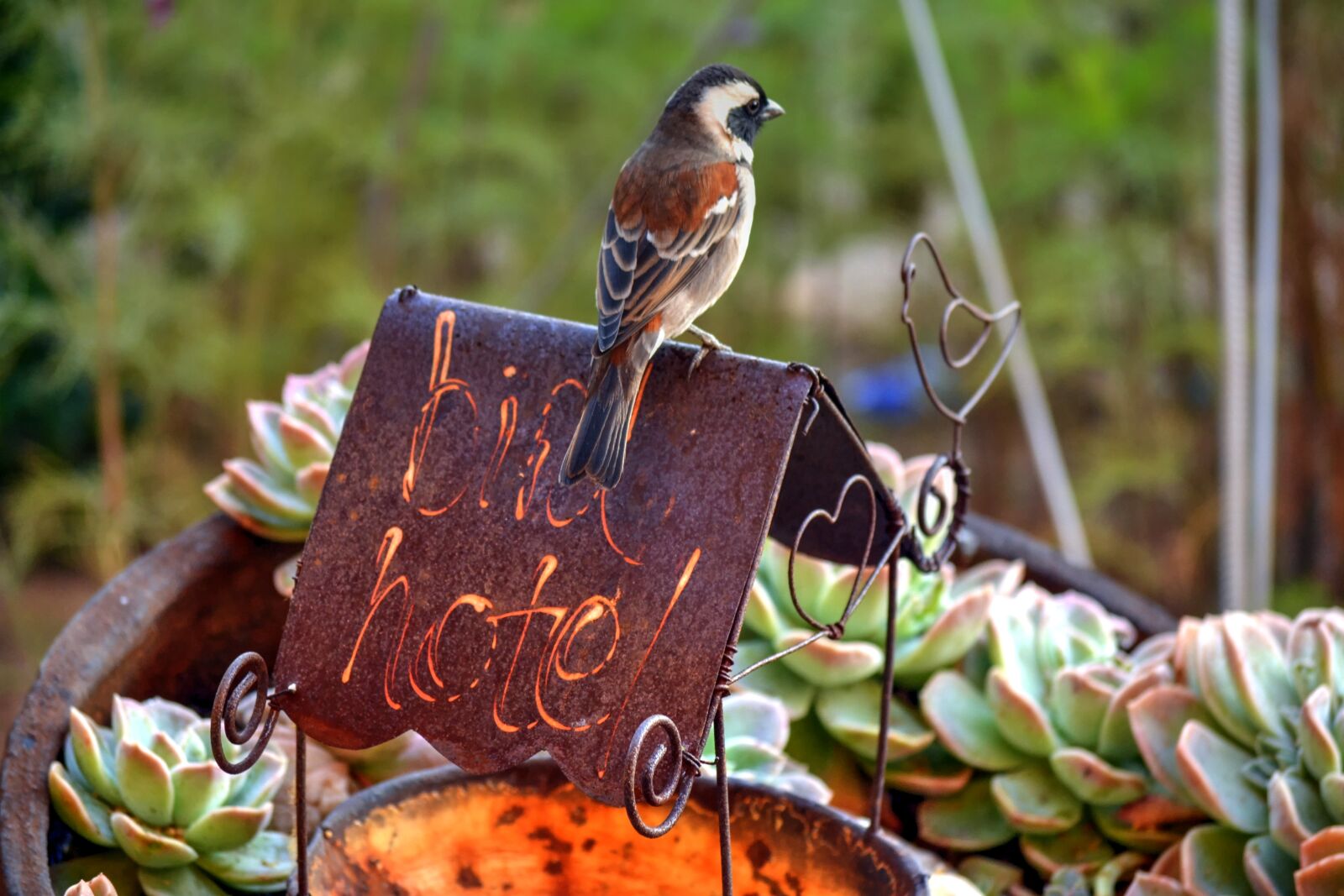 Nikon D3100 sample photo. Bird, garden, feeding photography