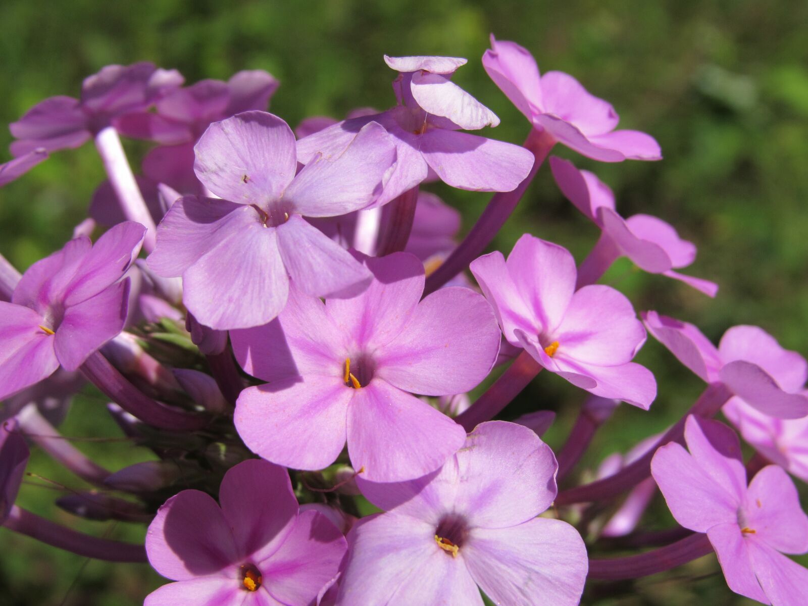 Canon PowerShot SX520 HS sample photo. Wildflower, pink, purple photography