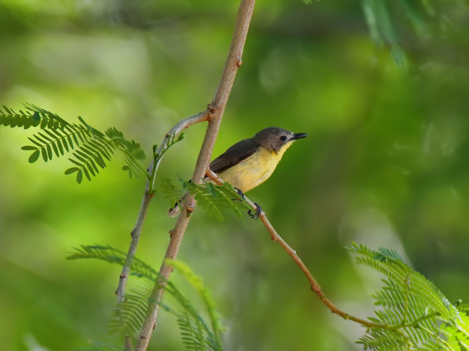 Olympus OM-D E-M1 sample photo. Bird, wild, nature photography