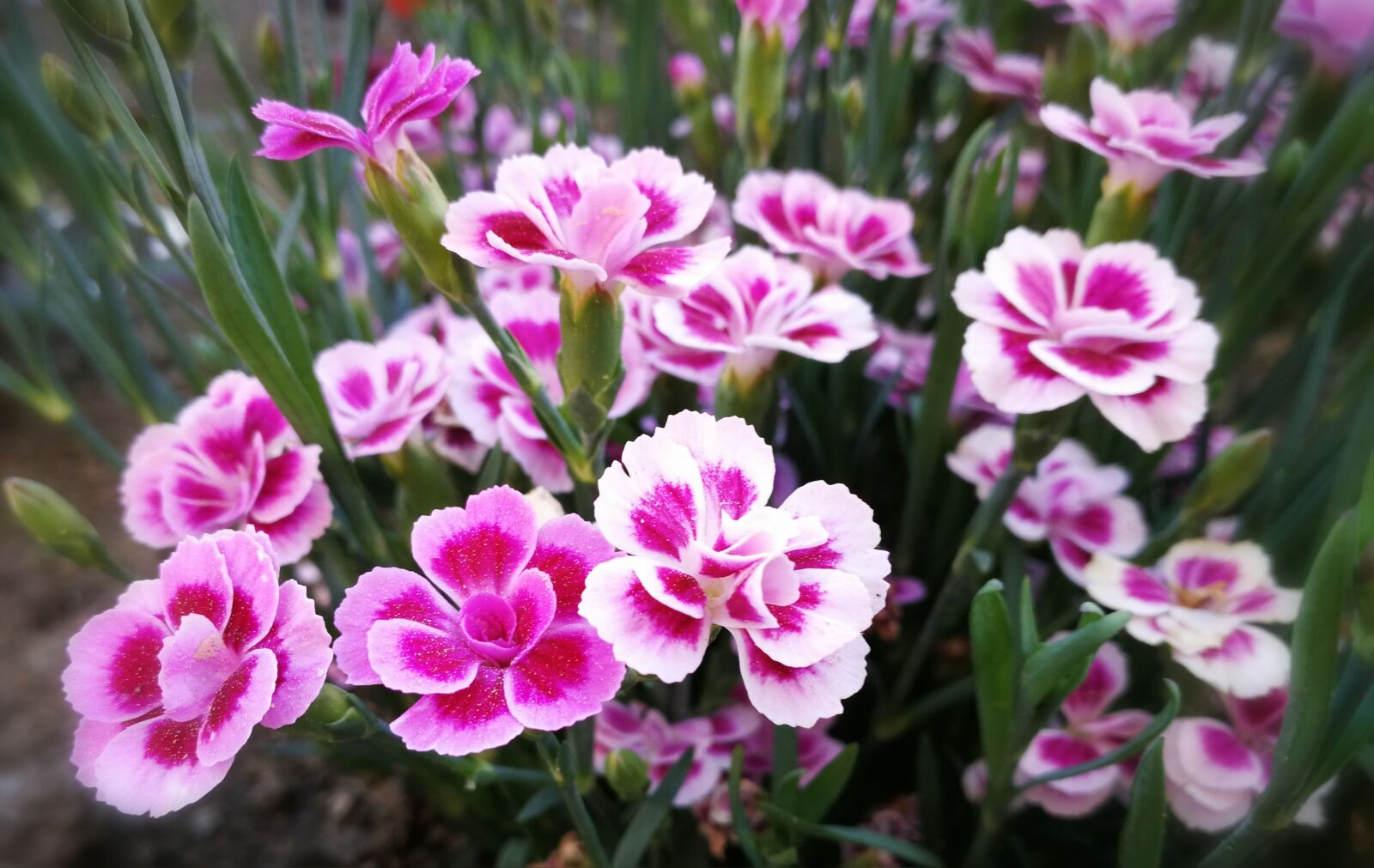 HUAWEI P10 sample photo. Pink, bart cloves, sweet photography