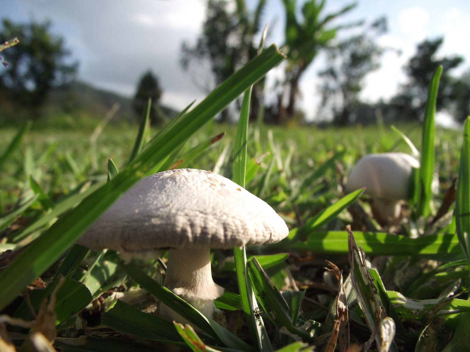 FujiFilm FinePix S1800 (FinePix S1880) sample photo. Mushroom, fungus, grass photography