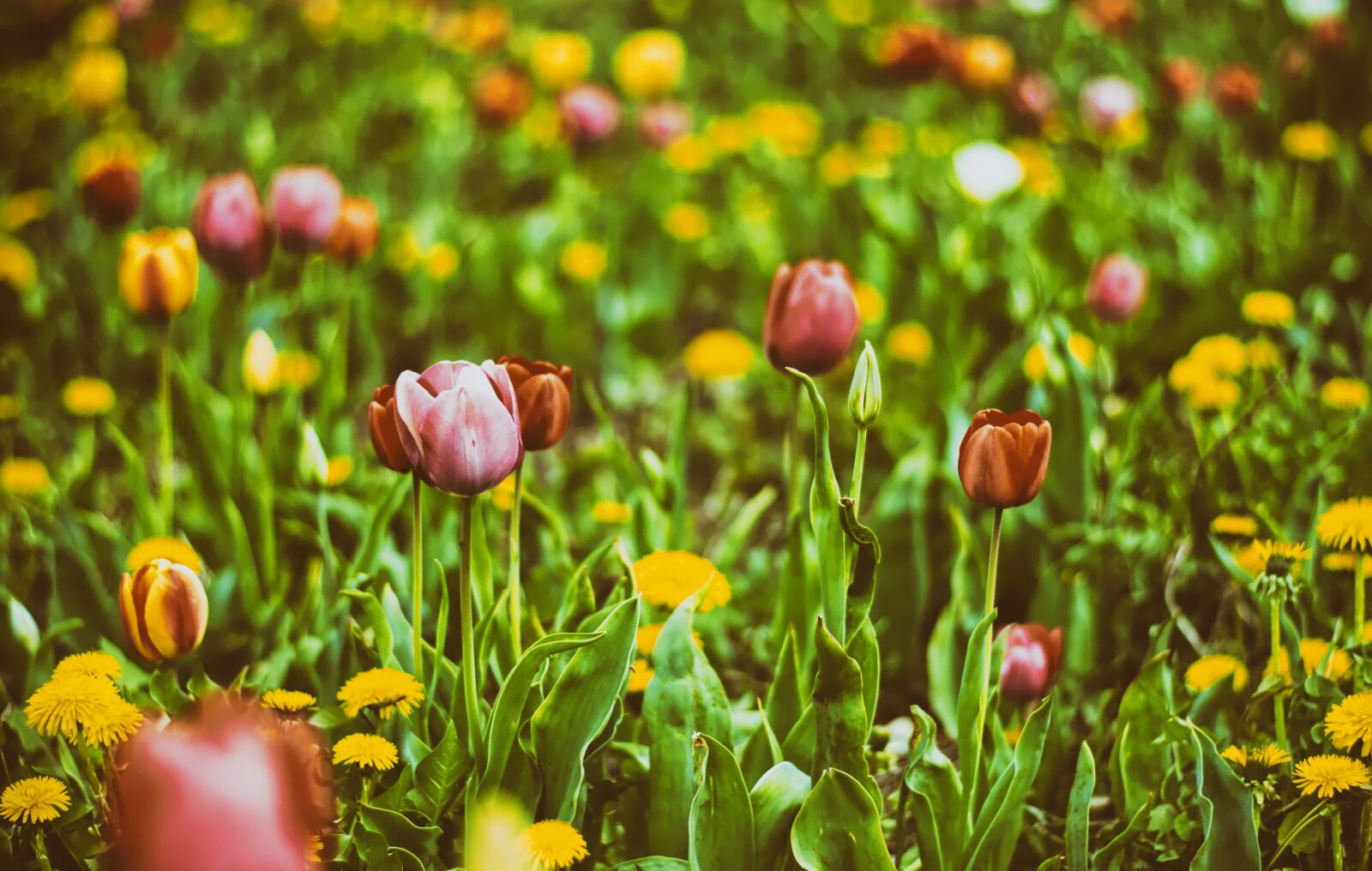 Nikon D7200 sample photo. Tulips, field, flowers photography