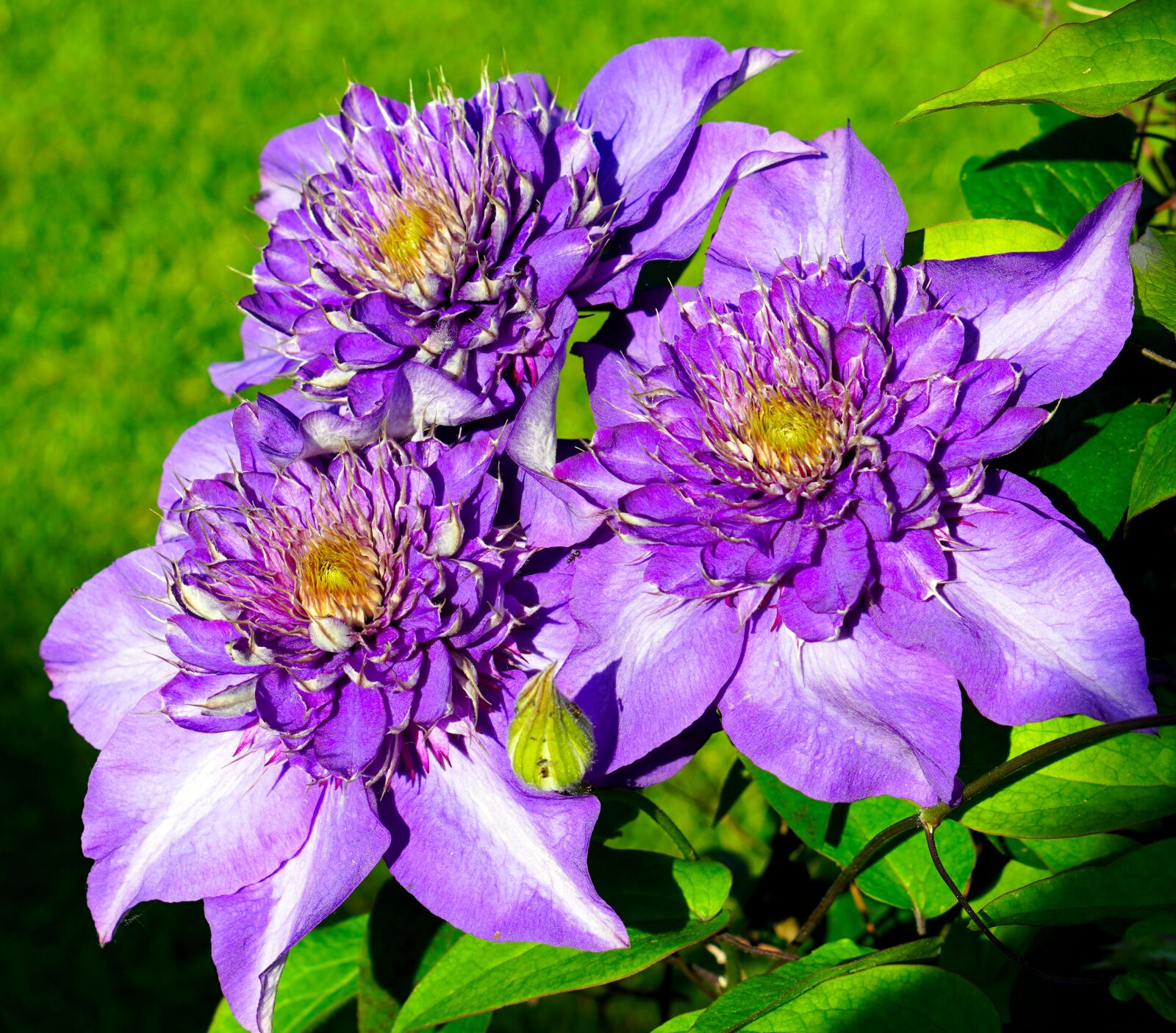 Sony a6400 sample photo. Clematis, flower, purple photography