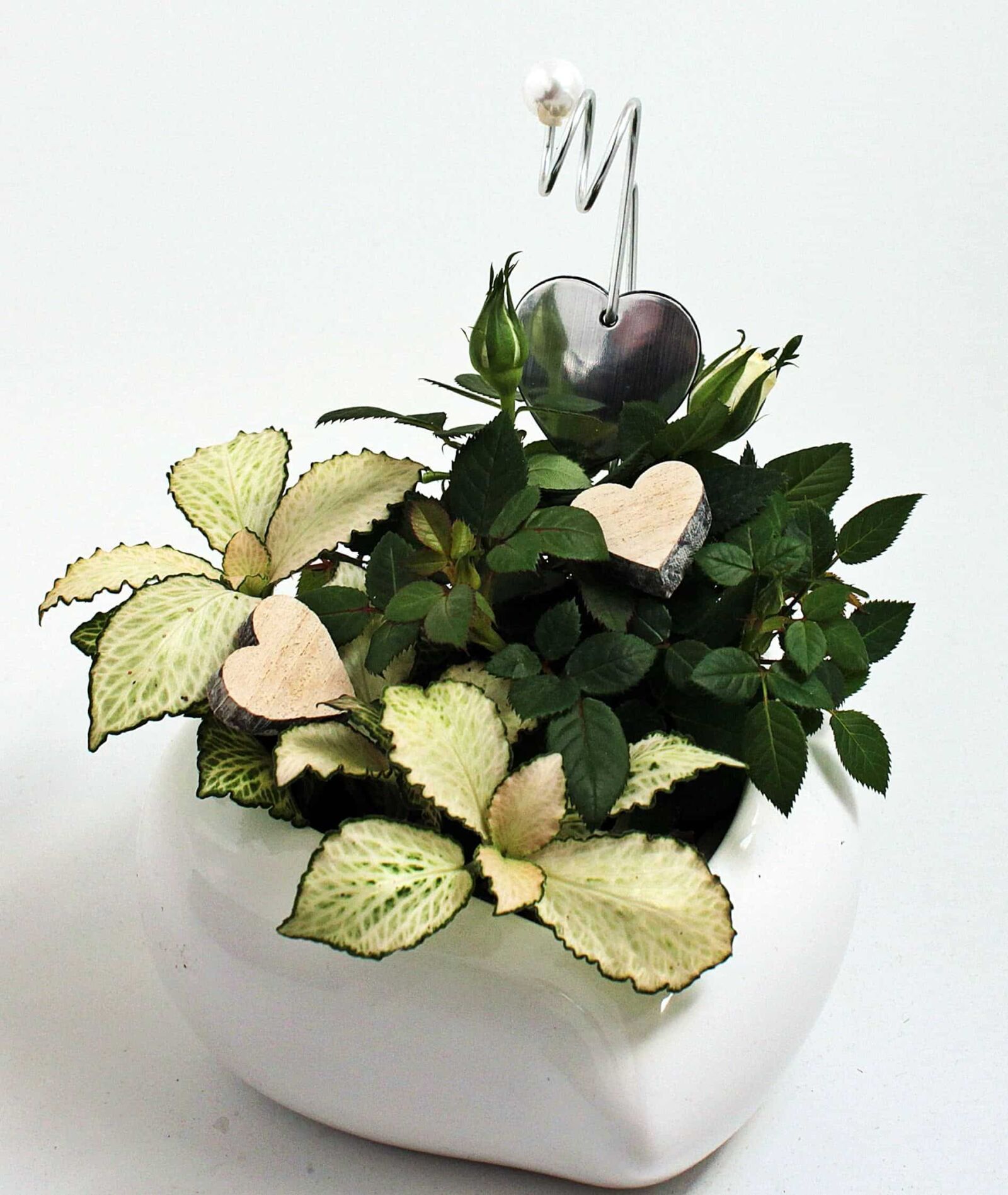 Canon EOS 550D (EOS Rebel T2i / EOS Kiss X4) sample photo. Still life, nature, leaf photography