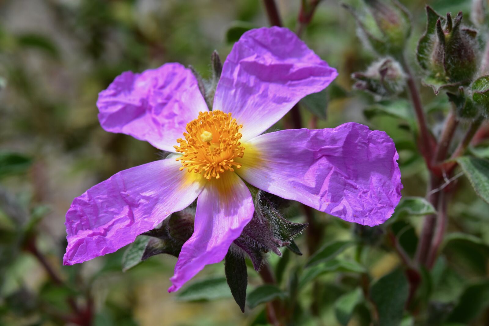 Nikon D5600 sample photo. Flower, flowers, flower color photography