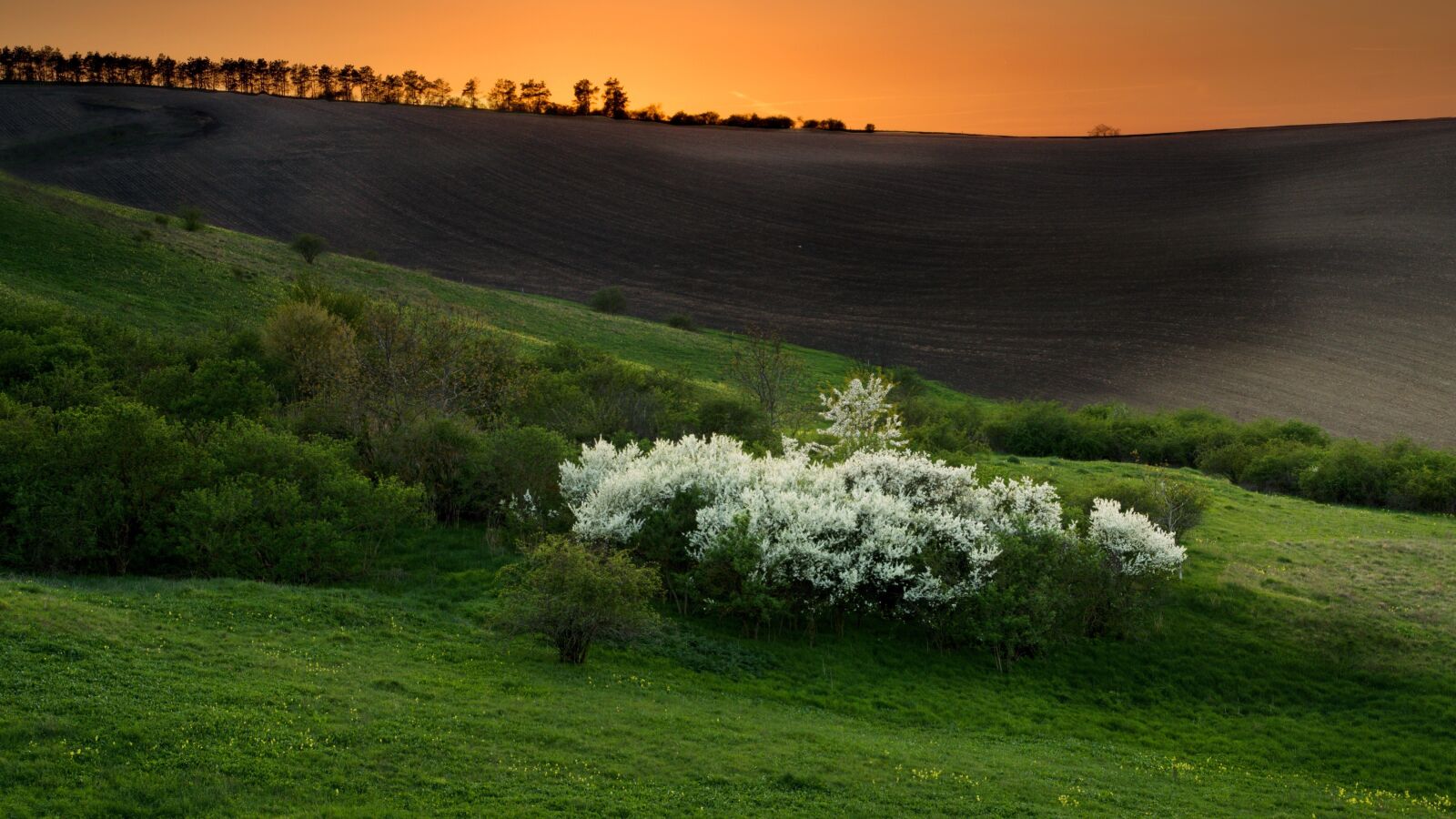 Sony ILCA-77M2 sample photo. Spring, nature, spring landscape photography