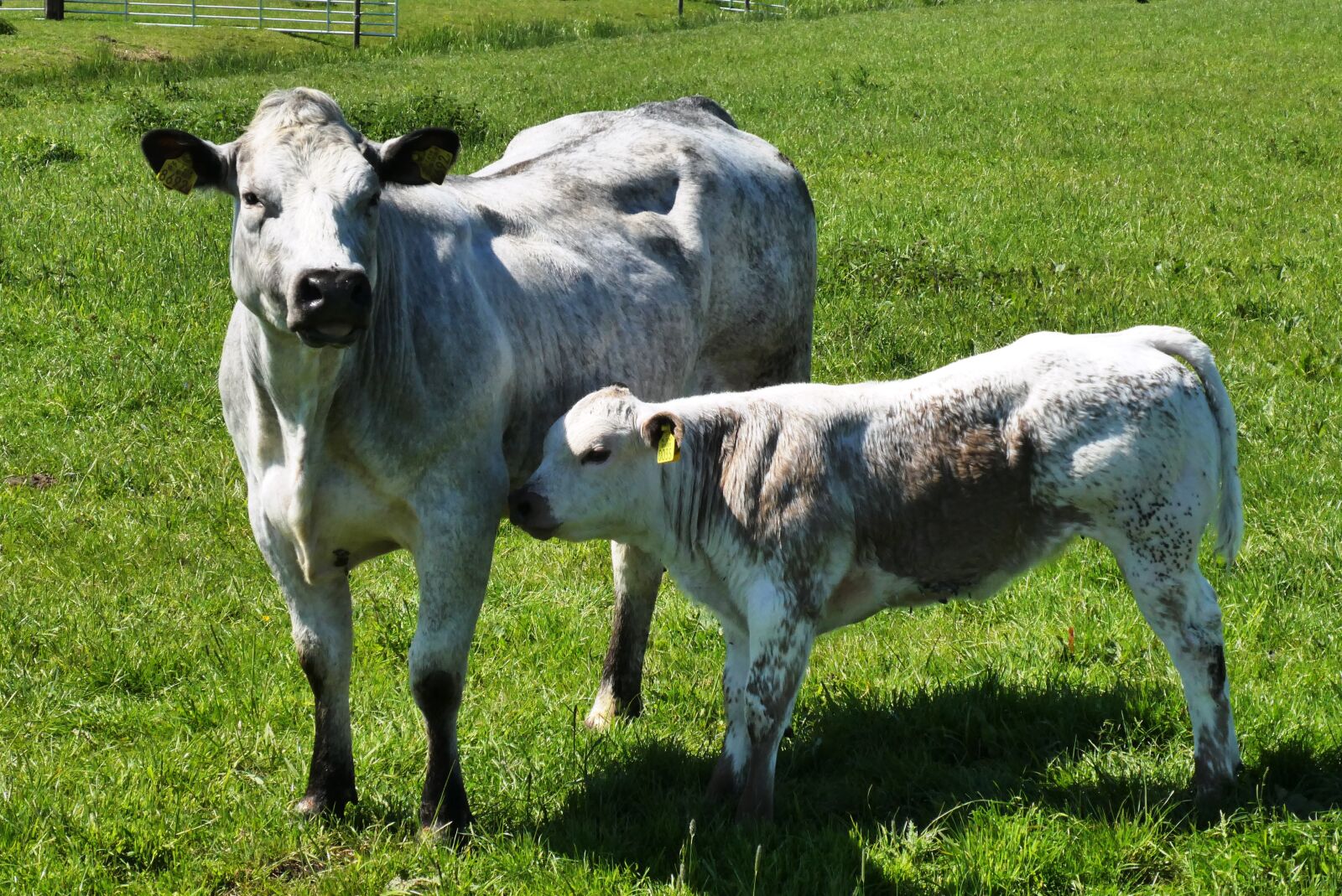 Panasonic Lumix DC-ZS70 (Lumix DC-TZ90) sample photo. Cow, calf, drinking photography